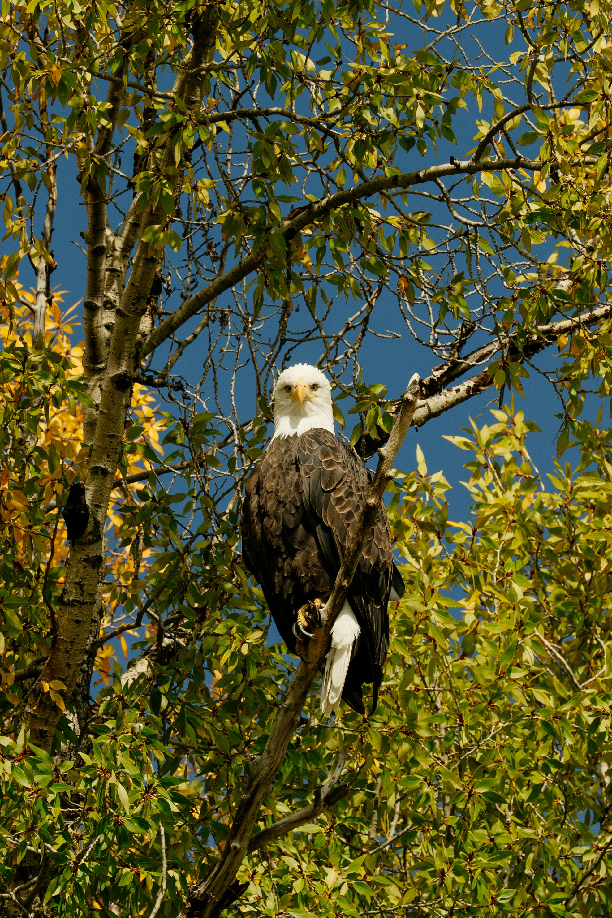 Bald Eagle perched above the Snake River, Jackson, Wyoming.