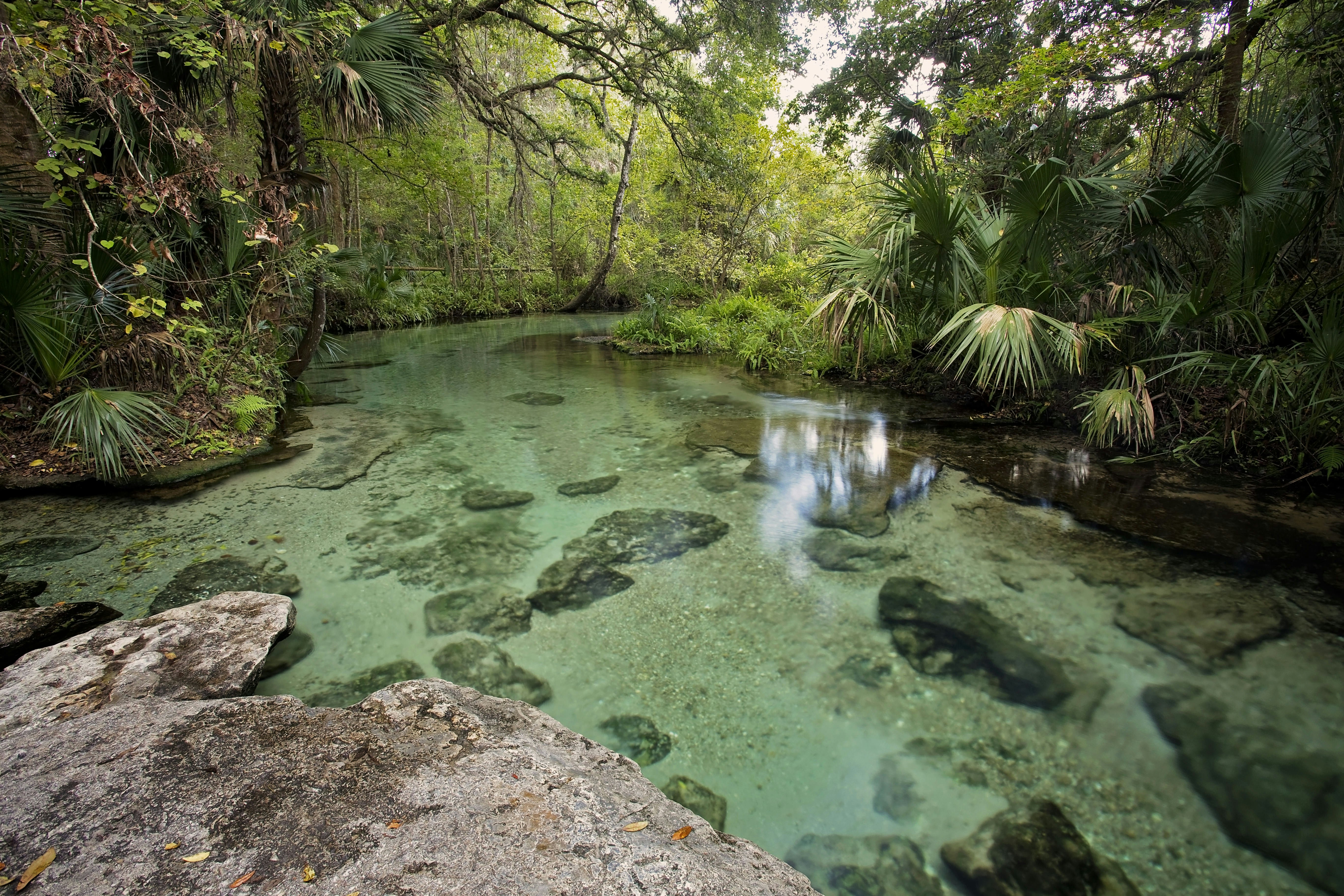 A clear stream with rocks visible on the riverbed runs through lush greenery in Florida.