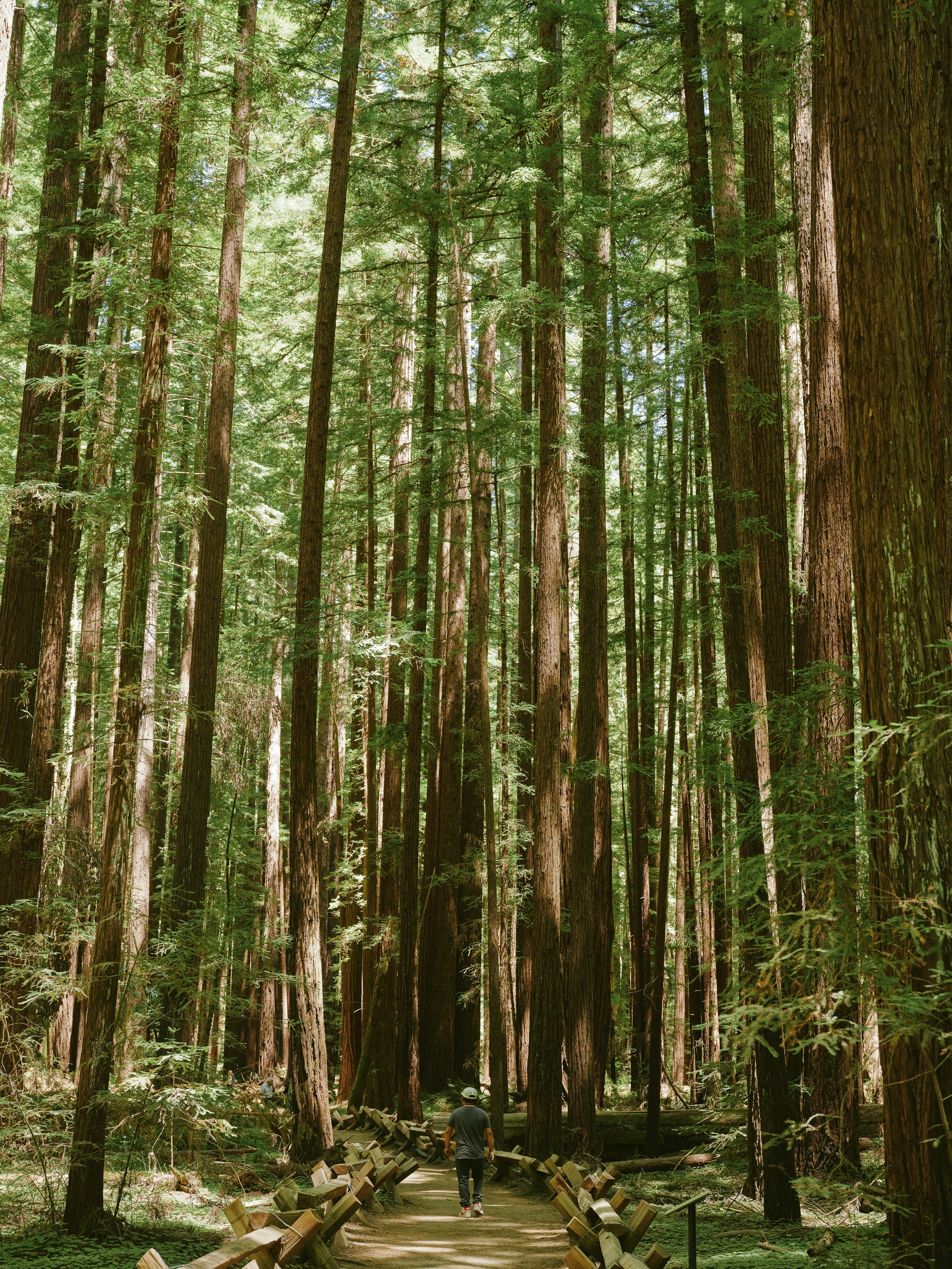 Armstrong Natural Reserve, Sonoma, California