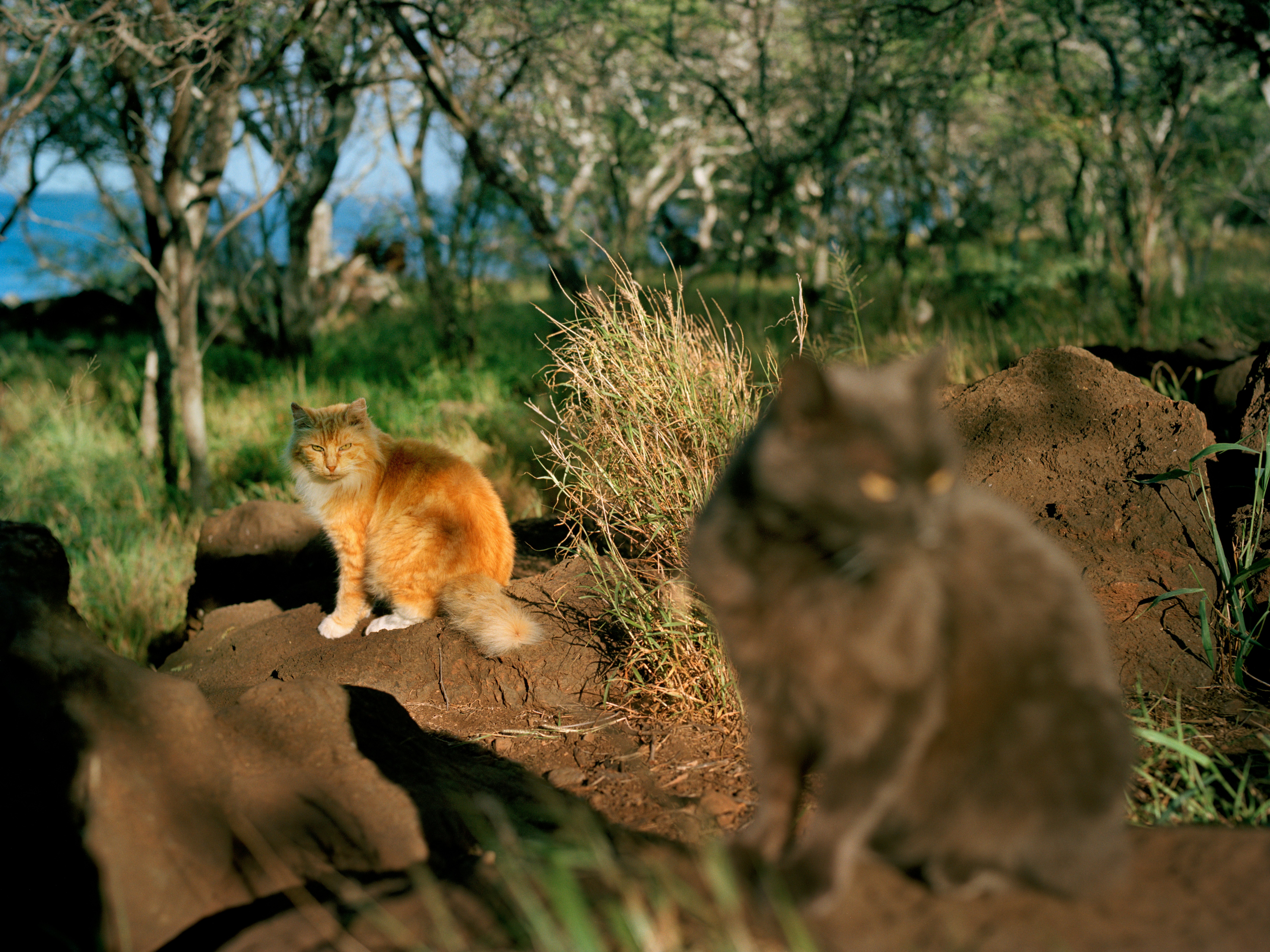 Cats in the sunshine in a wooded area in Hawai'i.