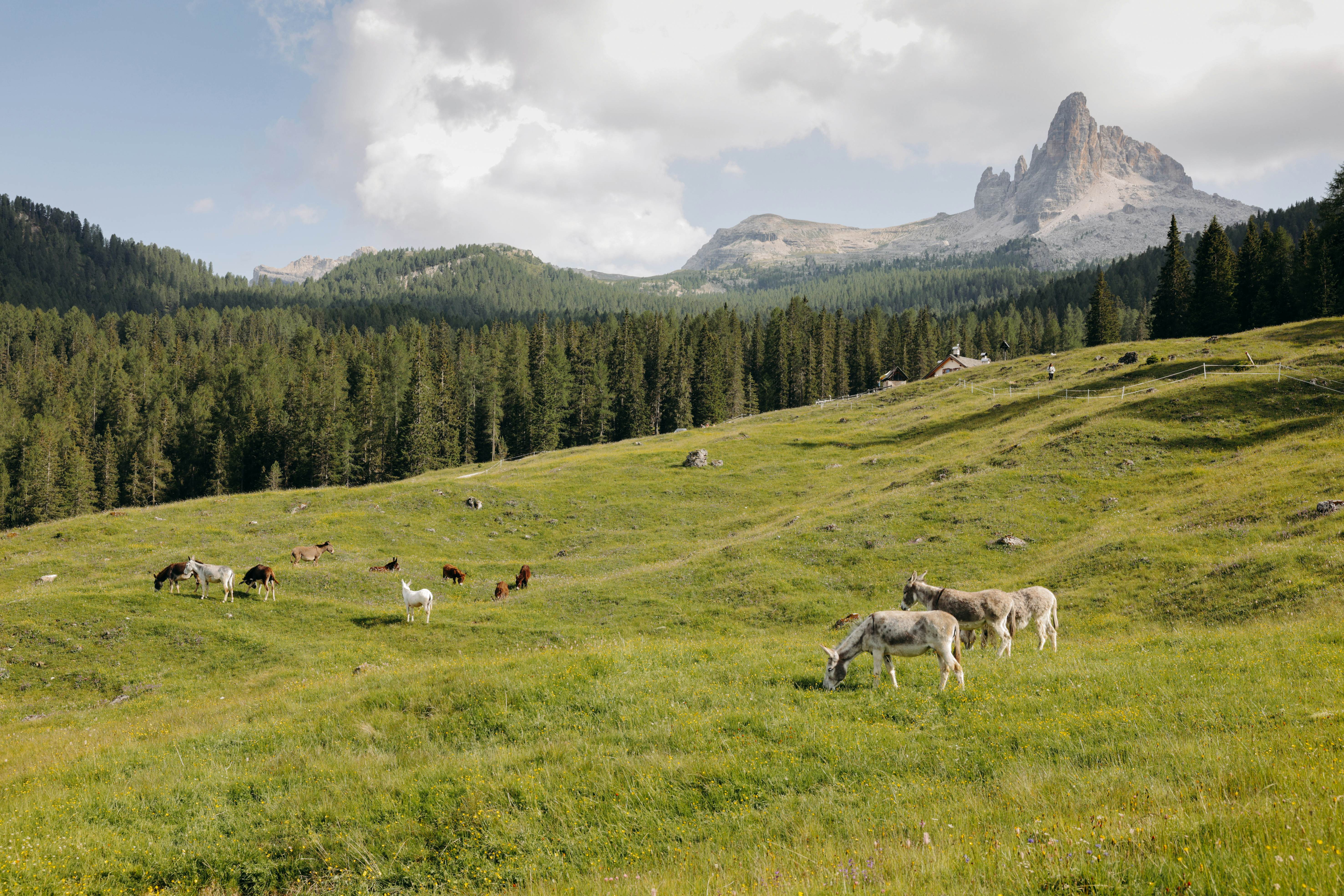 Cortina d'Ampezzo, Italy. June 2025. ..Natural landscape surrounding Malga Federa, at 1814m. The hike is 2 hours long, immersed in the woods with beautiful scenery and small waterfalls scattered along the way. Located in the heart of an alpine pasture, at the foot of Becco di Mezzodì and Croda da Lago, the Malga has breathtaking view of the Cortina valley and the surrounding mountains...Photo by Camilla Ferrari for Lonely Planet