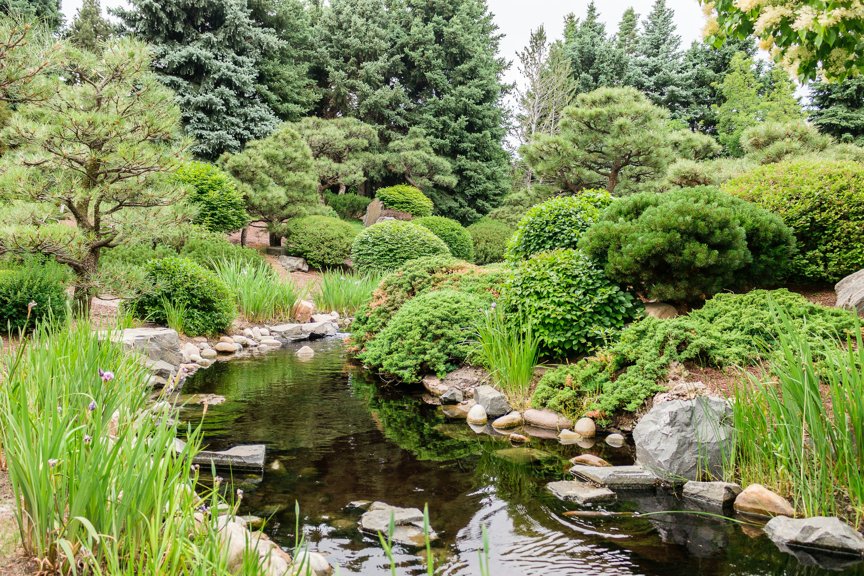 Various shades of greenery and a little pond in the Japanese Garden at Denver Botanic Gardens