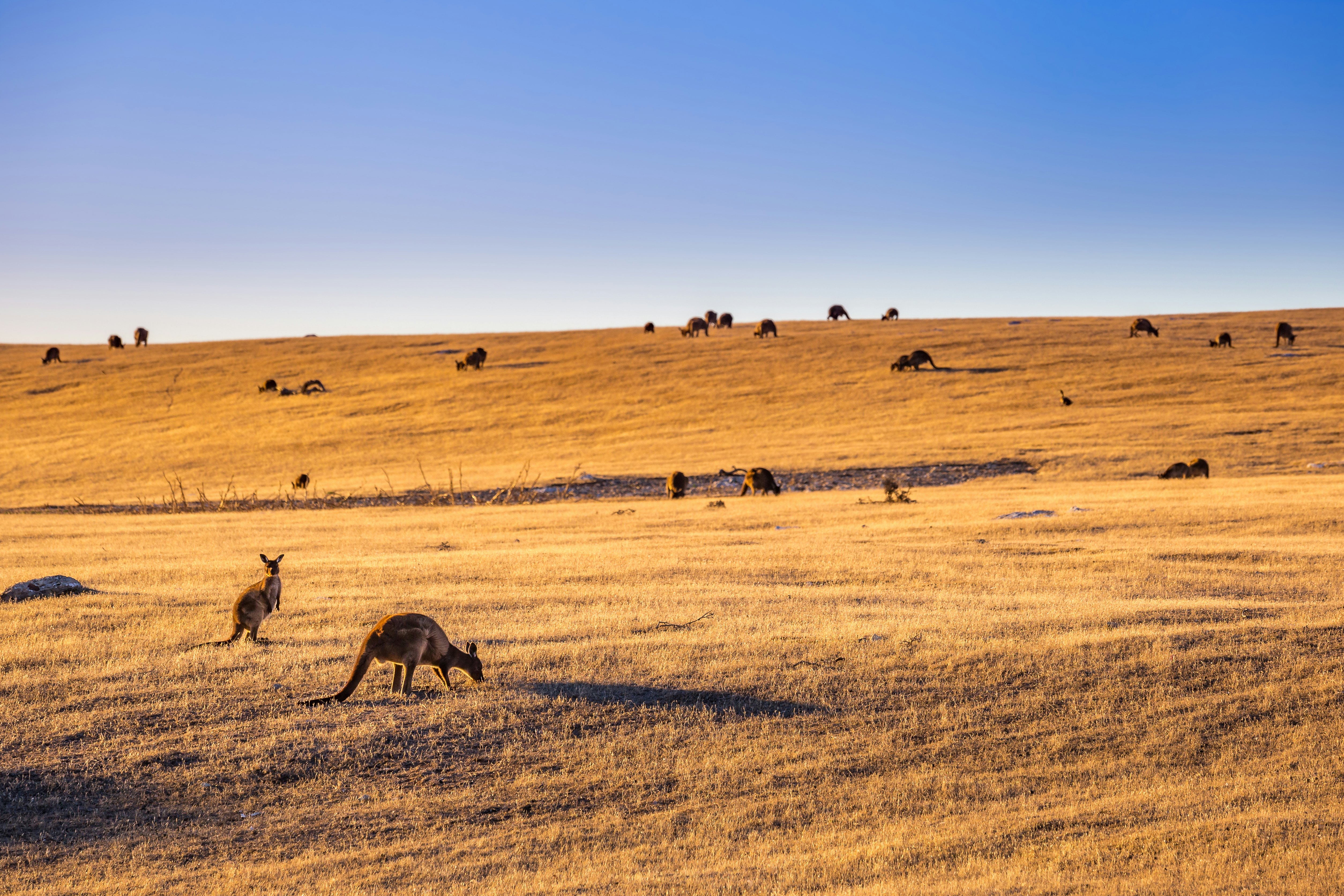 A herd of kangaroos grazing on golden grasslands at dawn on Kangaroo Island