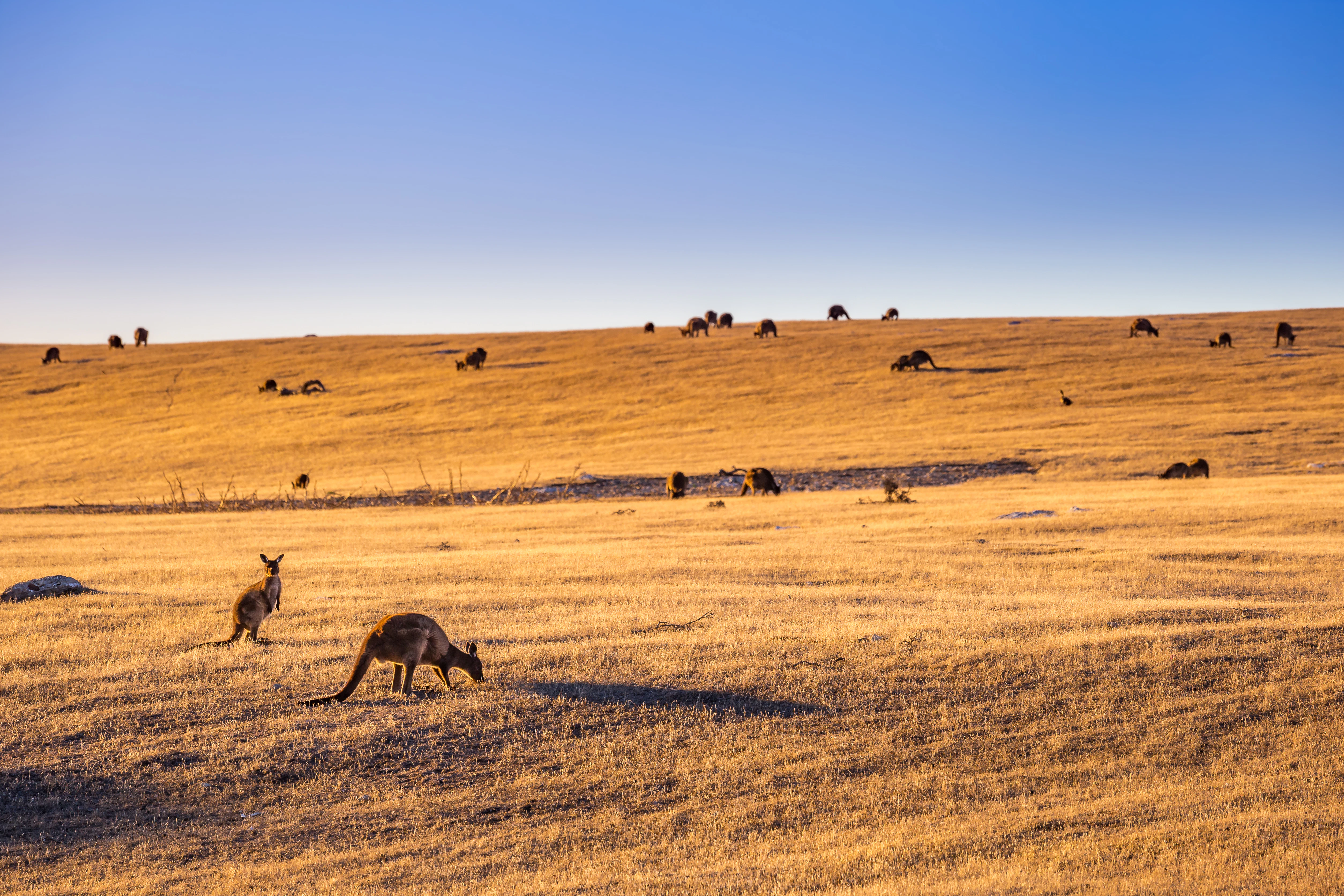 A herd of kangaroos grazing on golden grasslands at dawn on Kangaroo Island