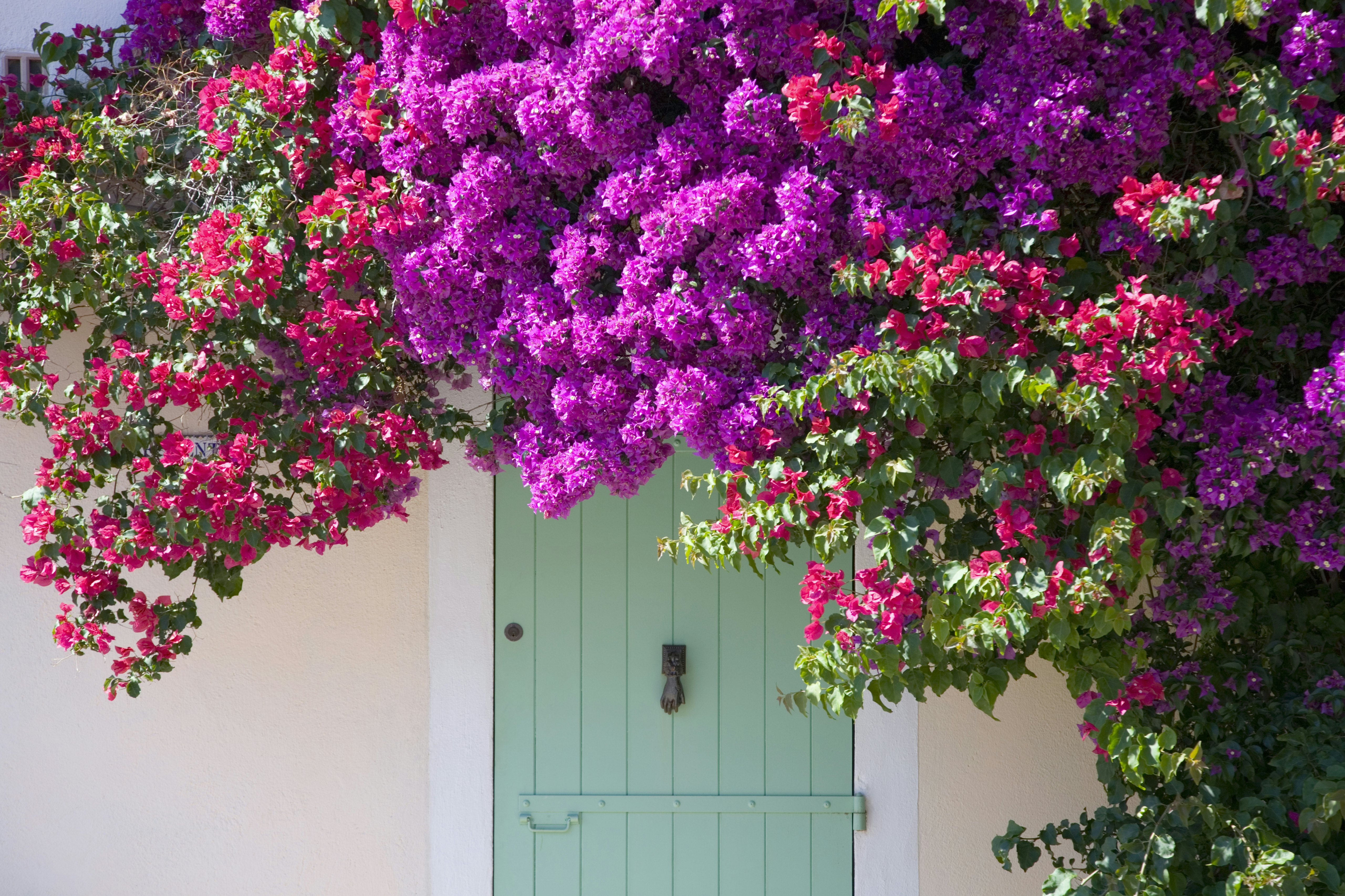 Flowers frame a doorway on the island of Porquerolles in the Iles d'Hyeres, France.
