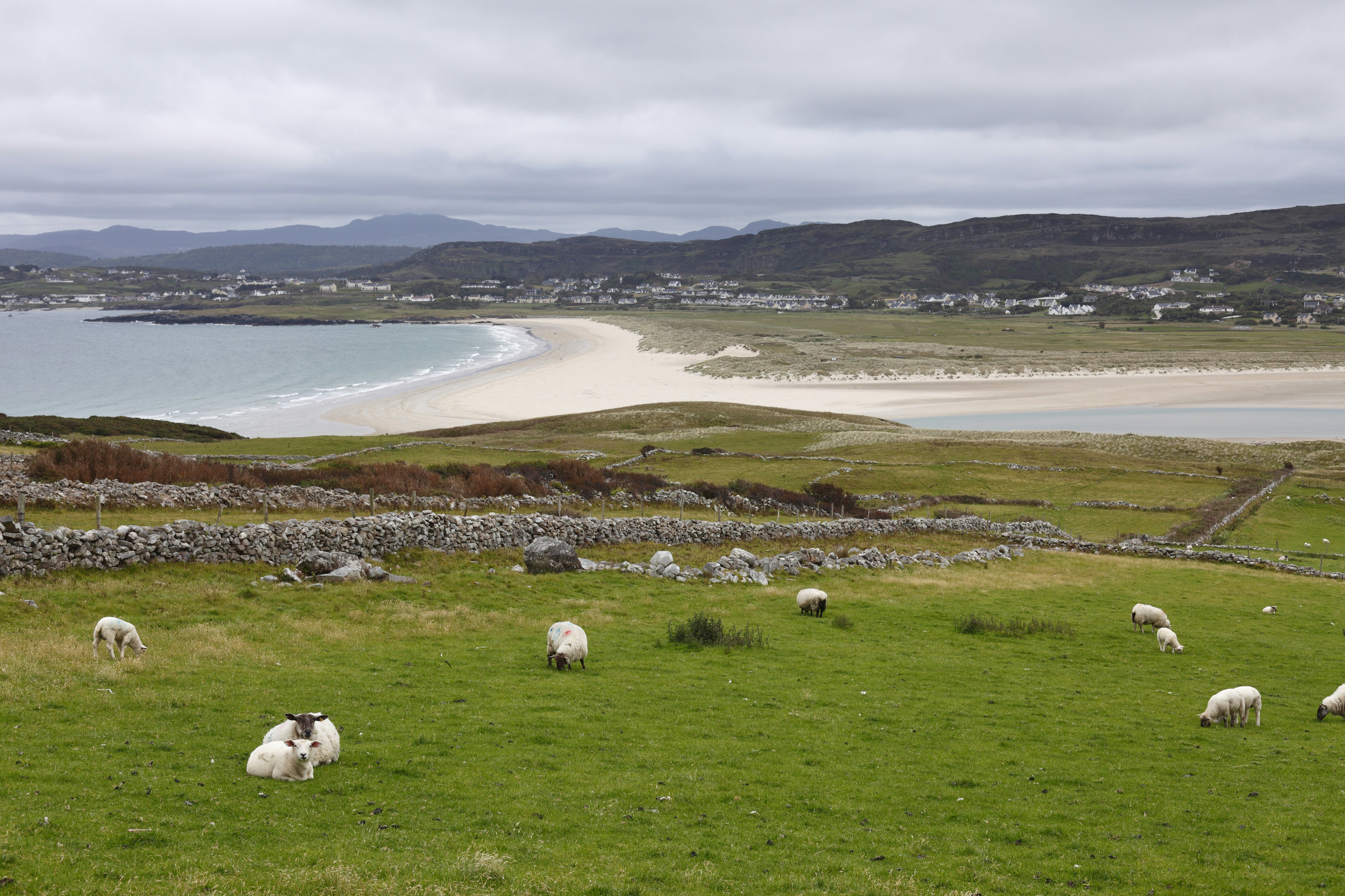 Sheep graze by the beach near Dunfanaghy, Ireland.