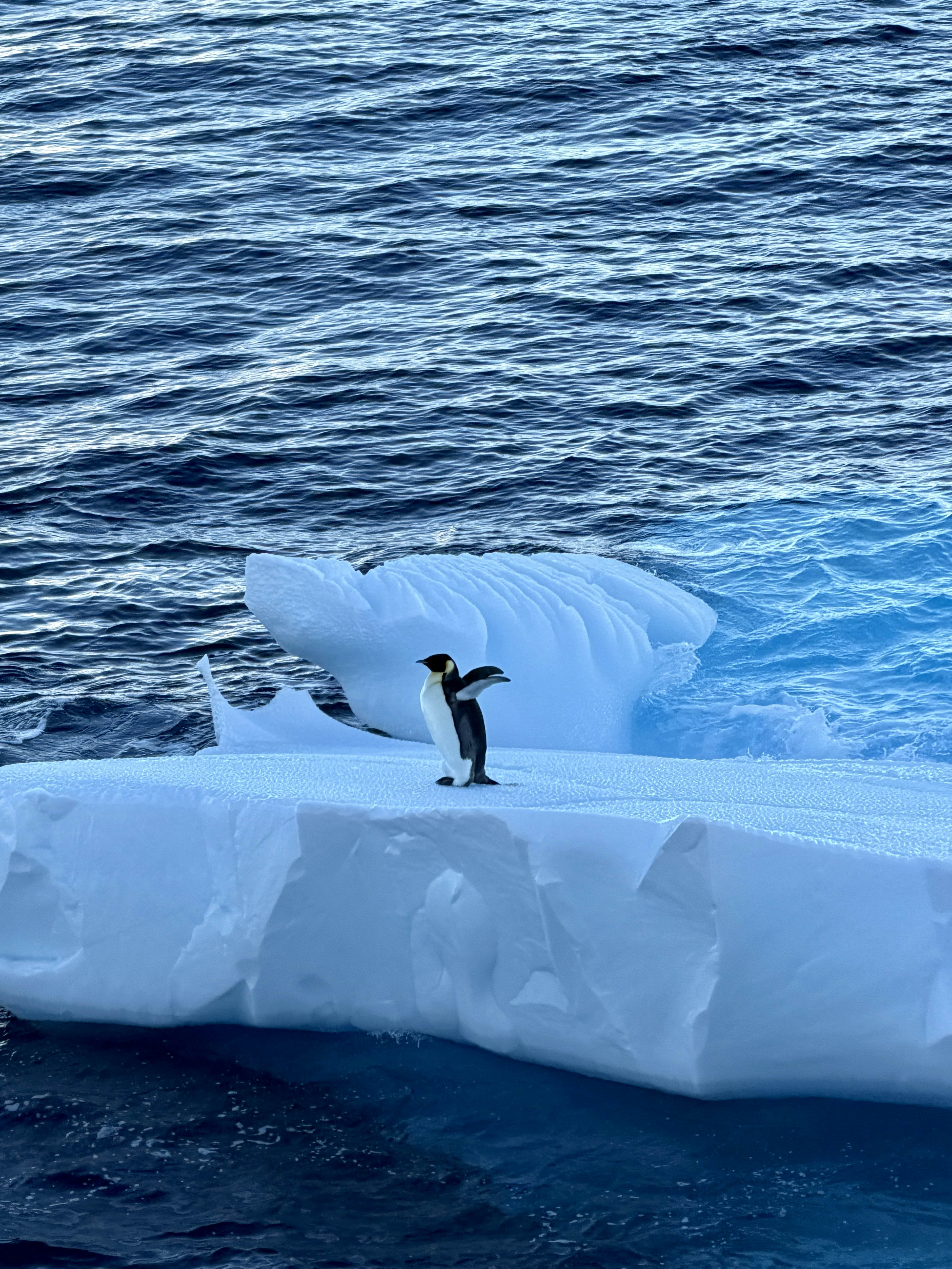 A large black and white bird standing on an iceberg waves its wings.