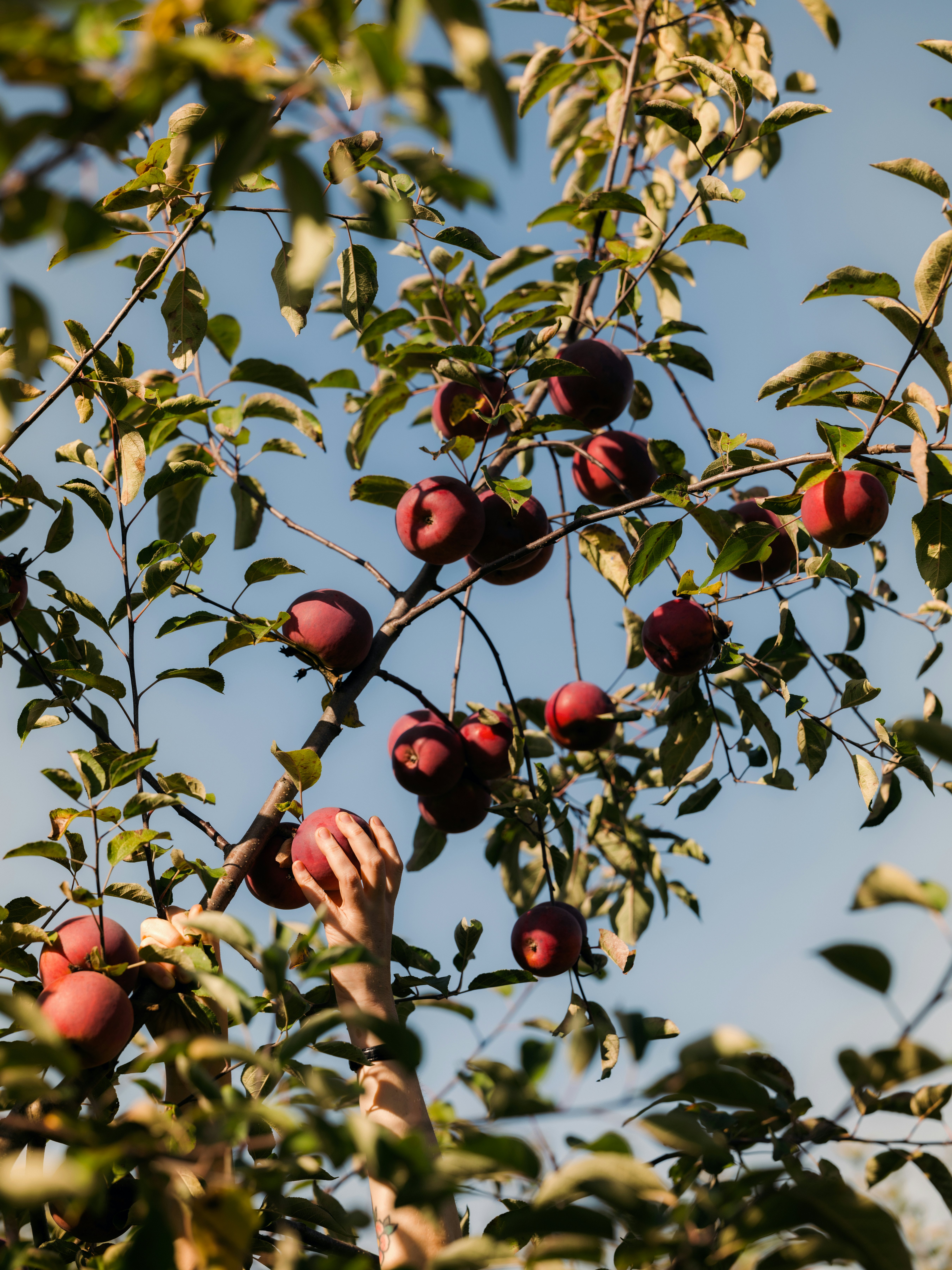 Apple picking at School House Farm in Warren, Maine