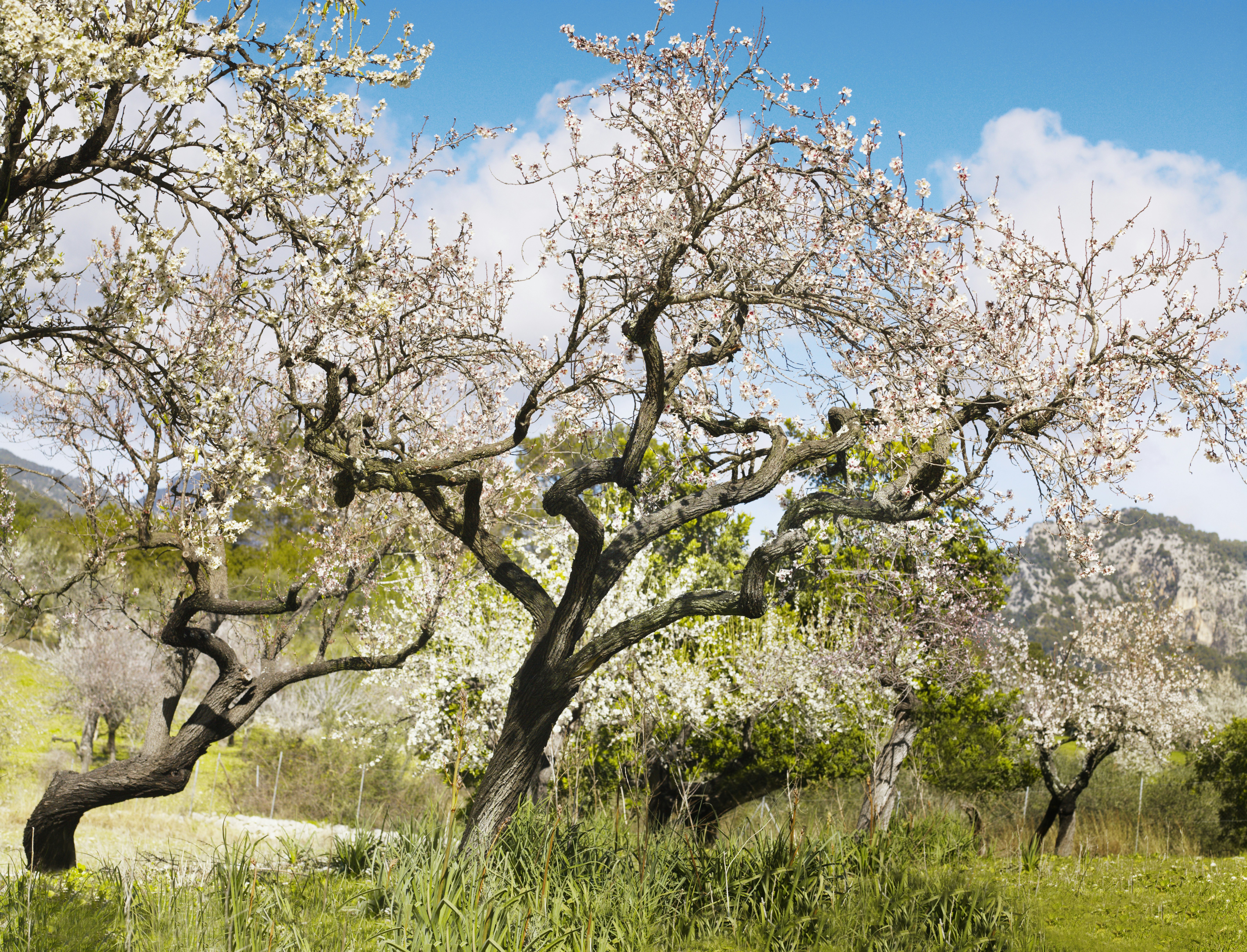 White blossoms bloom on almond trees in a green field with hills in the distance.