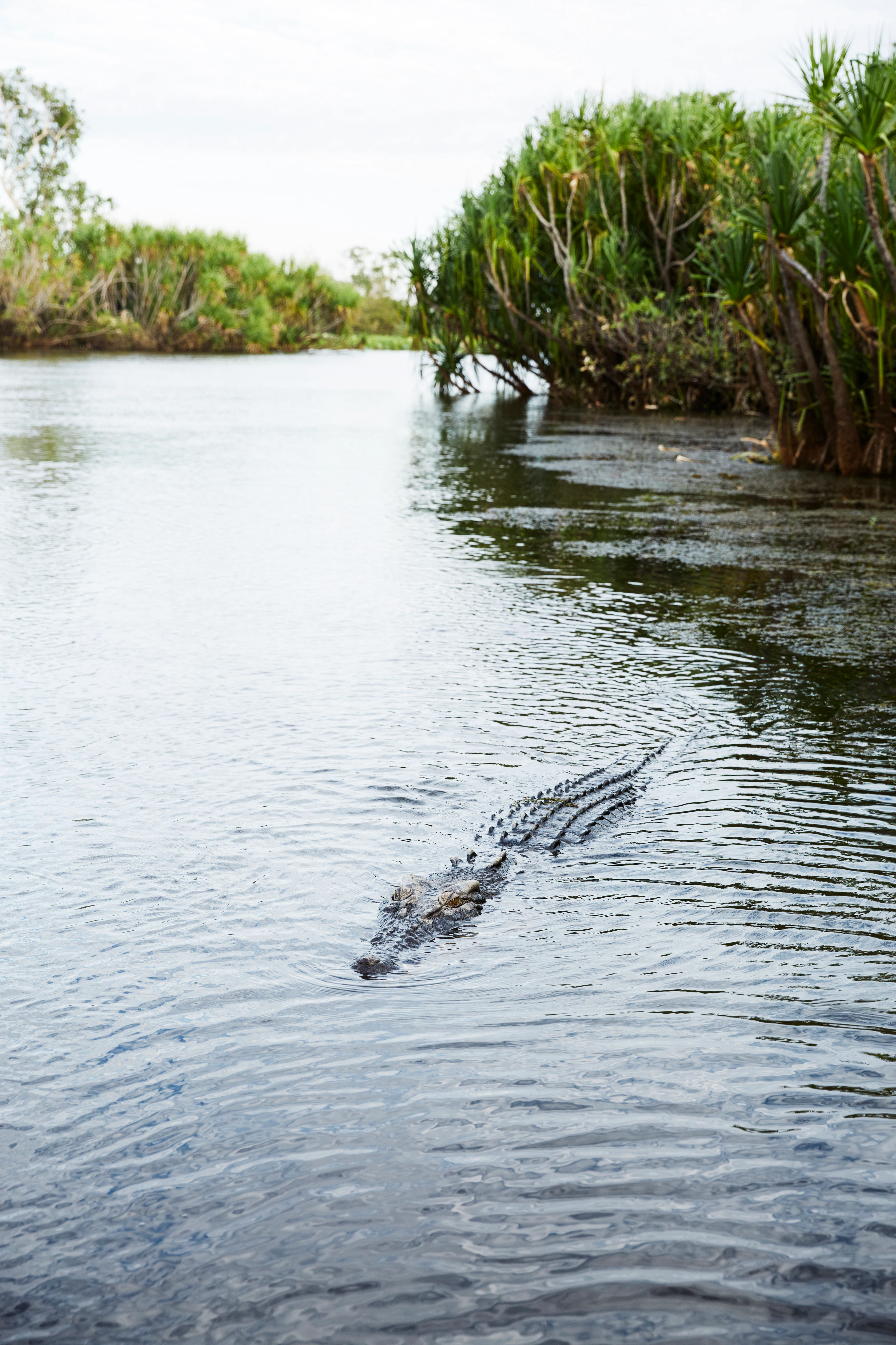 A crocodile in the Yellow River.