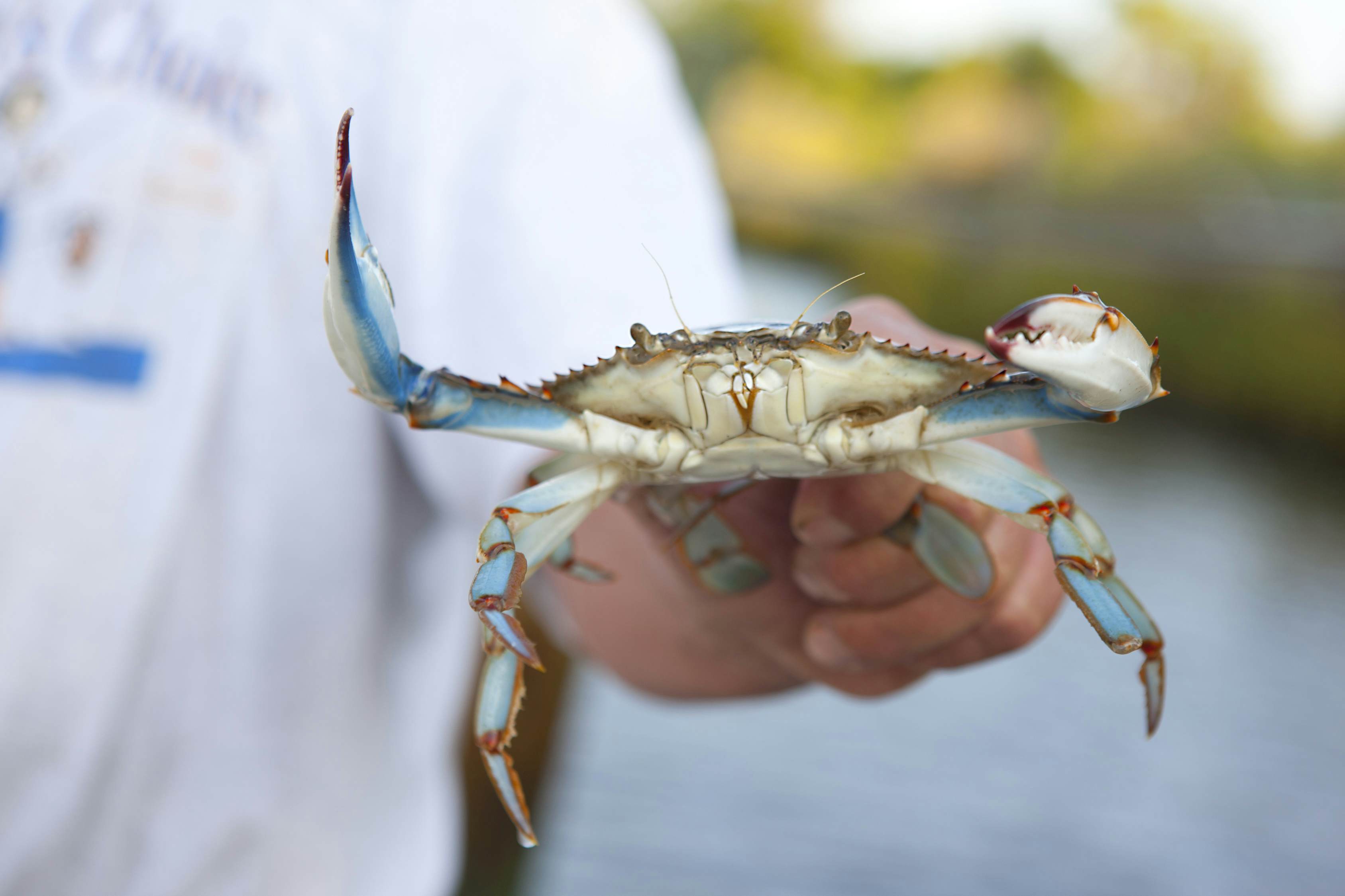 A hand holding a crab with blue legs.