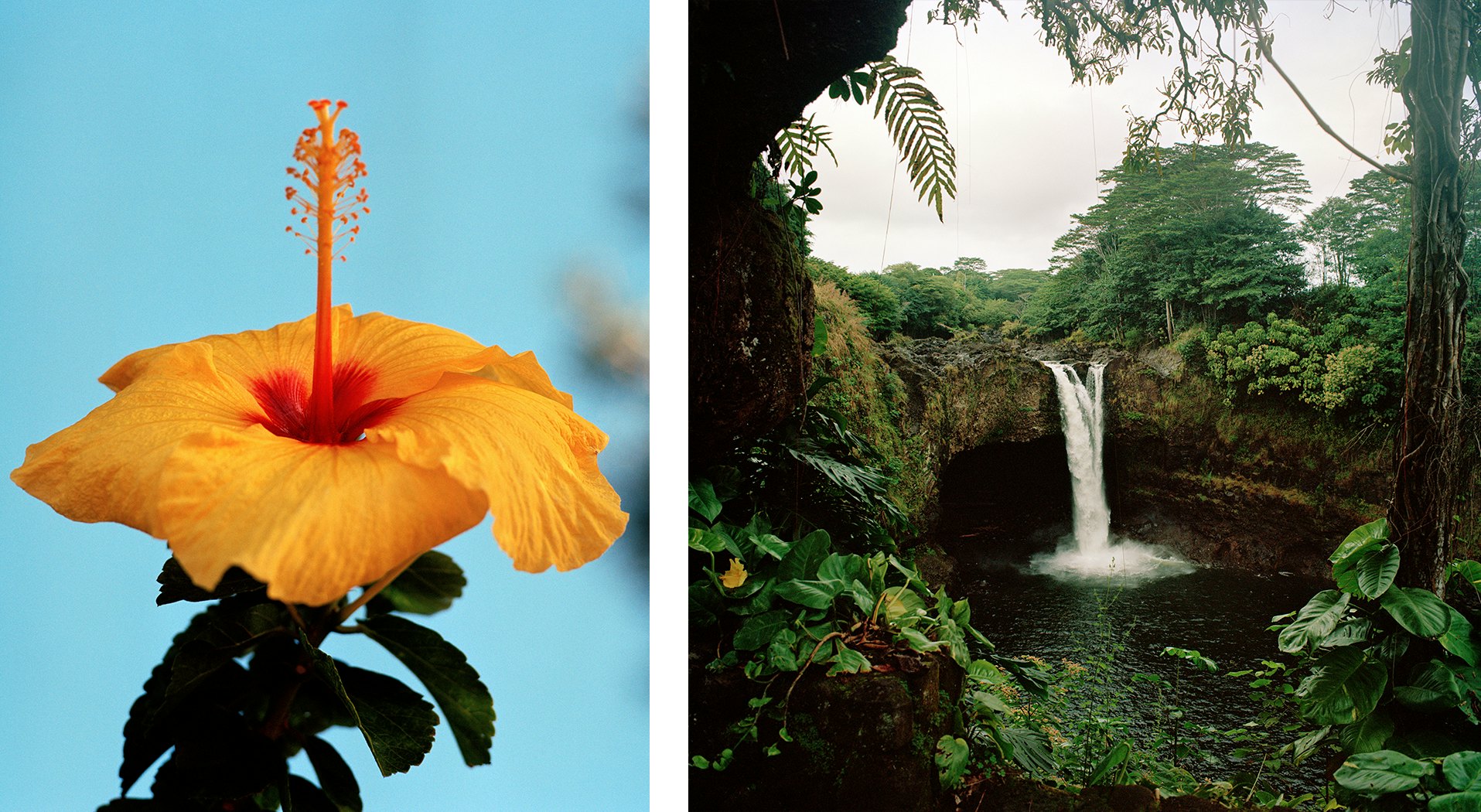 Left, Tropical flowers in Hawai’i. Right, A white waterfall tumbling into a green jungle pool.