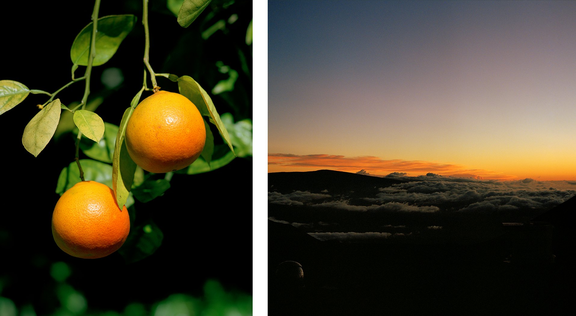 Left, Citrus fruit hanging in a shady tree in Hawai’i. Right, A colorful sunset, with ribbons of cloud.