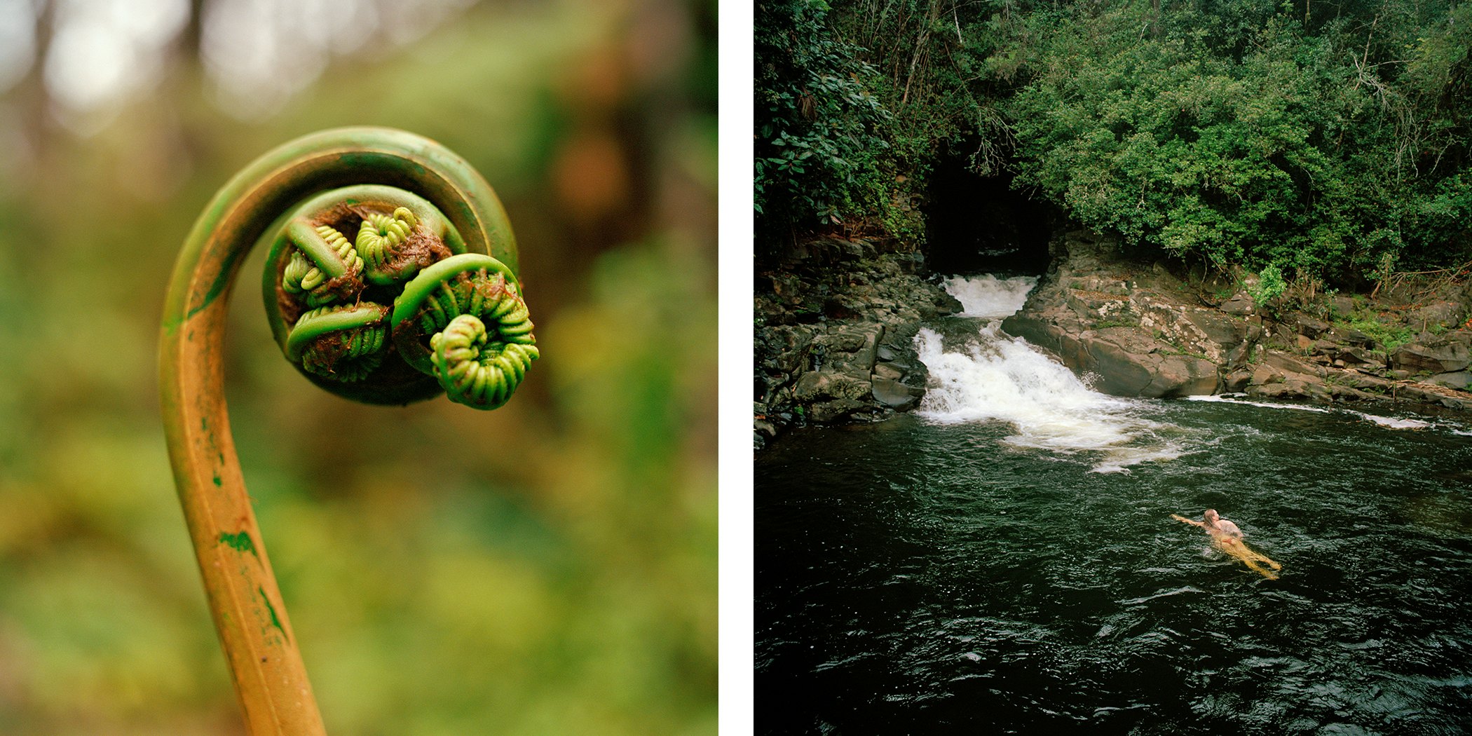 Left,a close up a green plant curling at the tip. Right, a woman swims near a small waterfall in the forest.