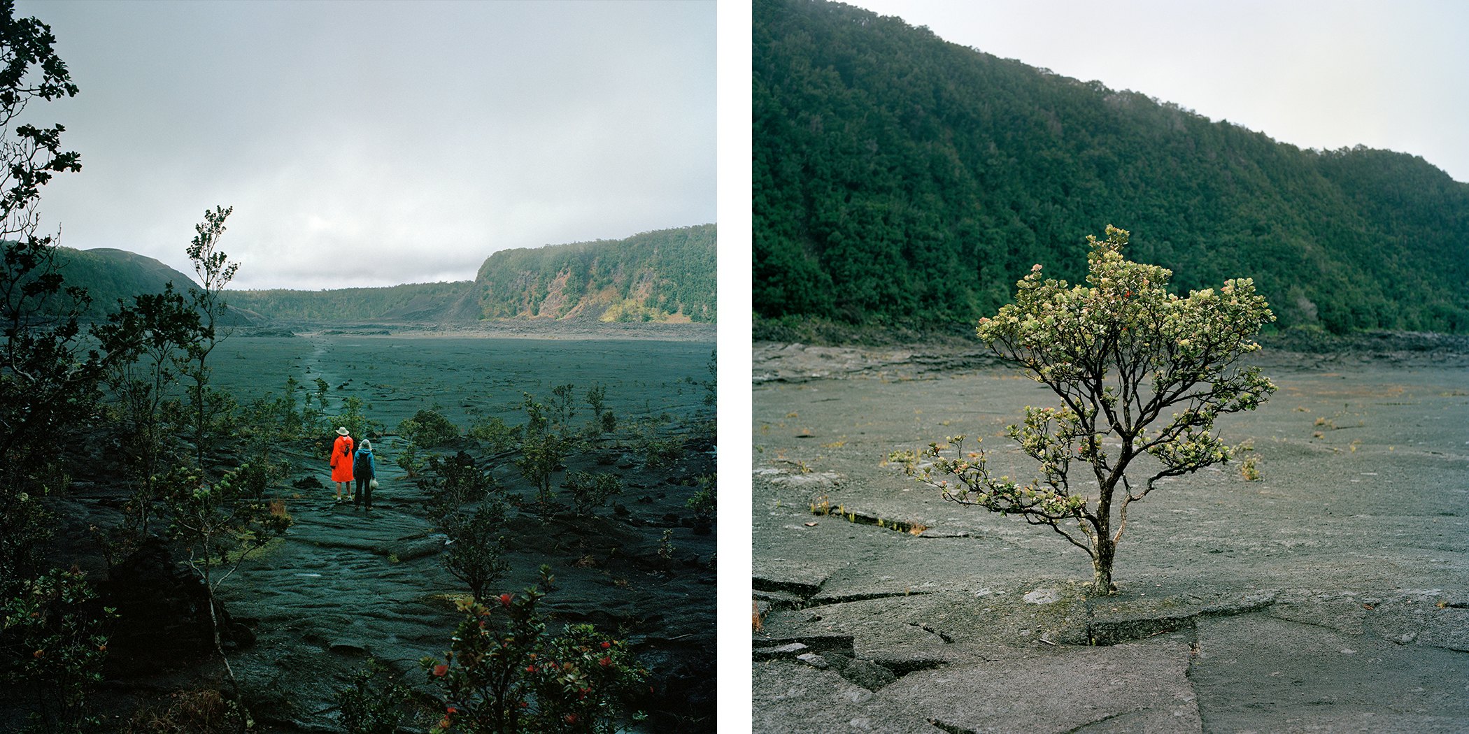 Left, People in bright clothing in a volcanic landscape in Hawai'i. Right, A tree bursts through cooled lava flows.