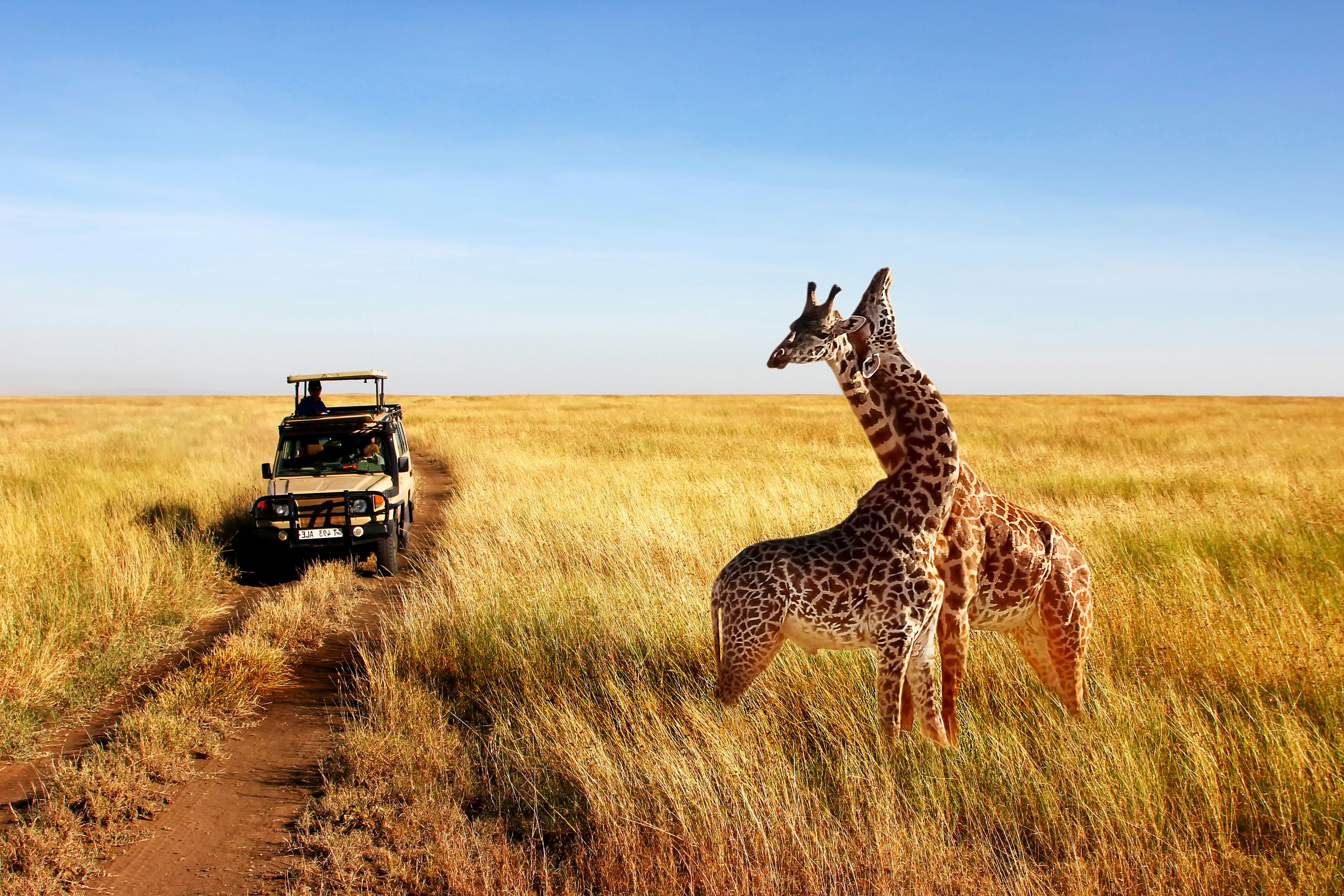 Wild giraffes nuzzle near a safari jeep in Serengeti National Park, Tanzania.