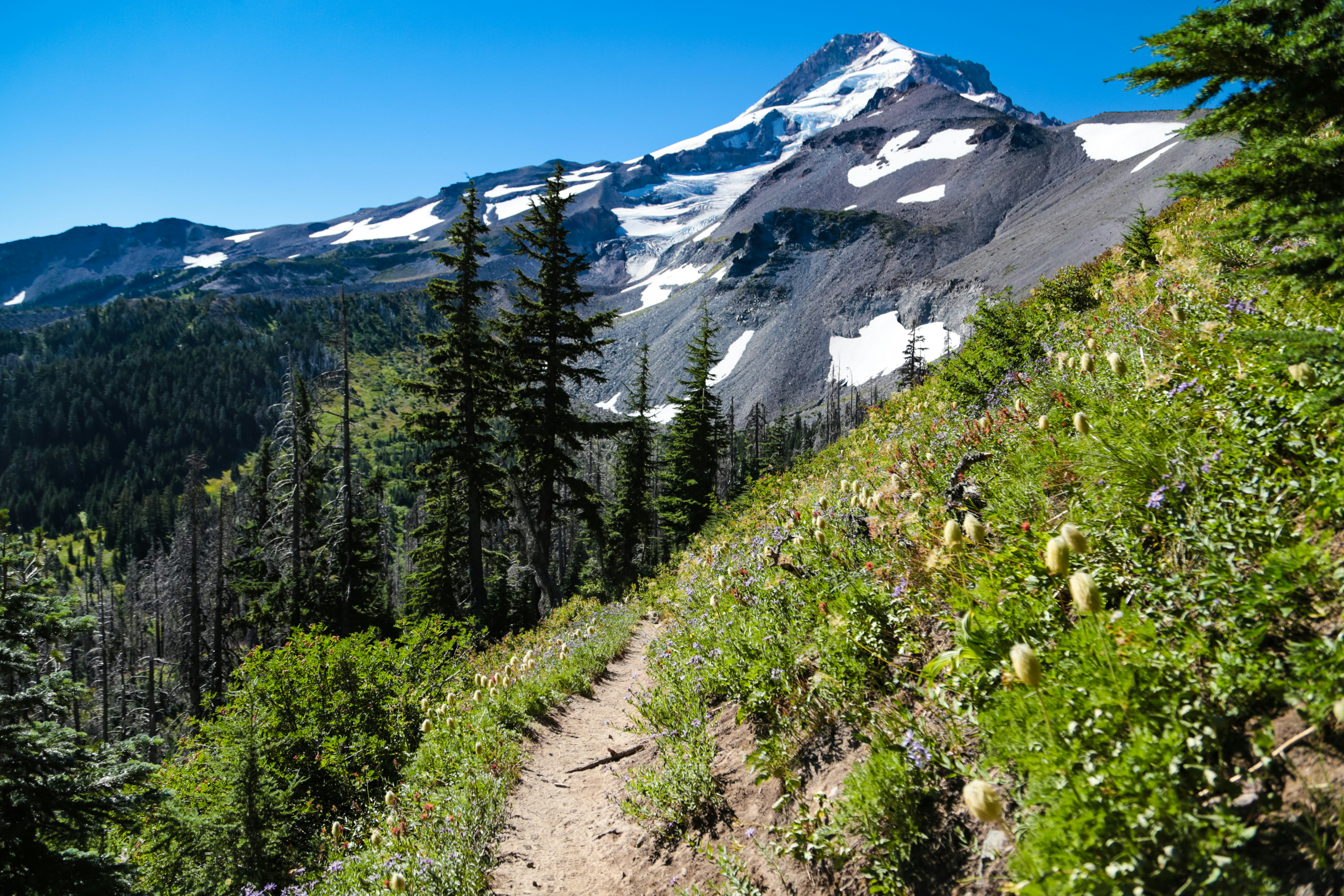 A narrow dirt path on the edge of a steep green hillside with wildflowers; a mountain with patches of snow is in the background.