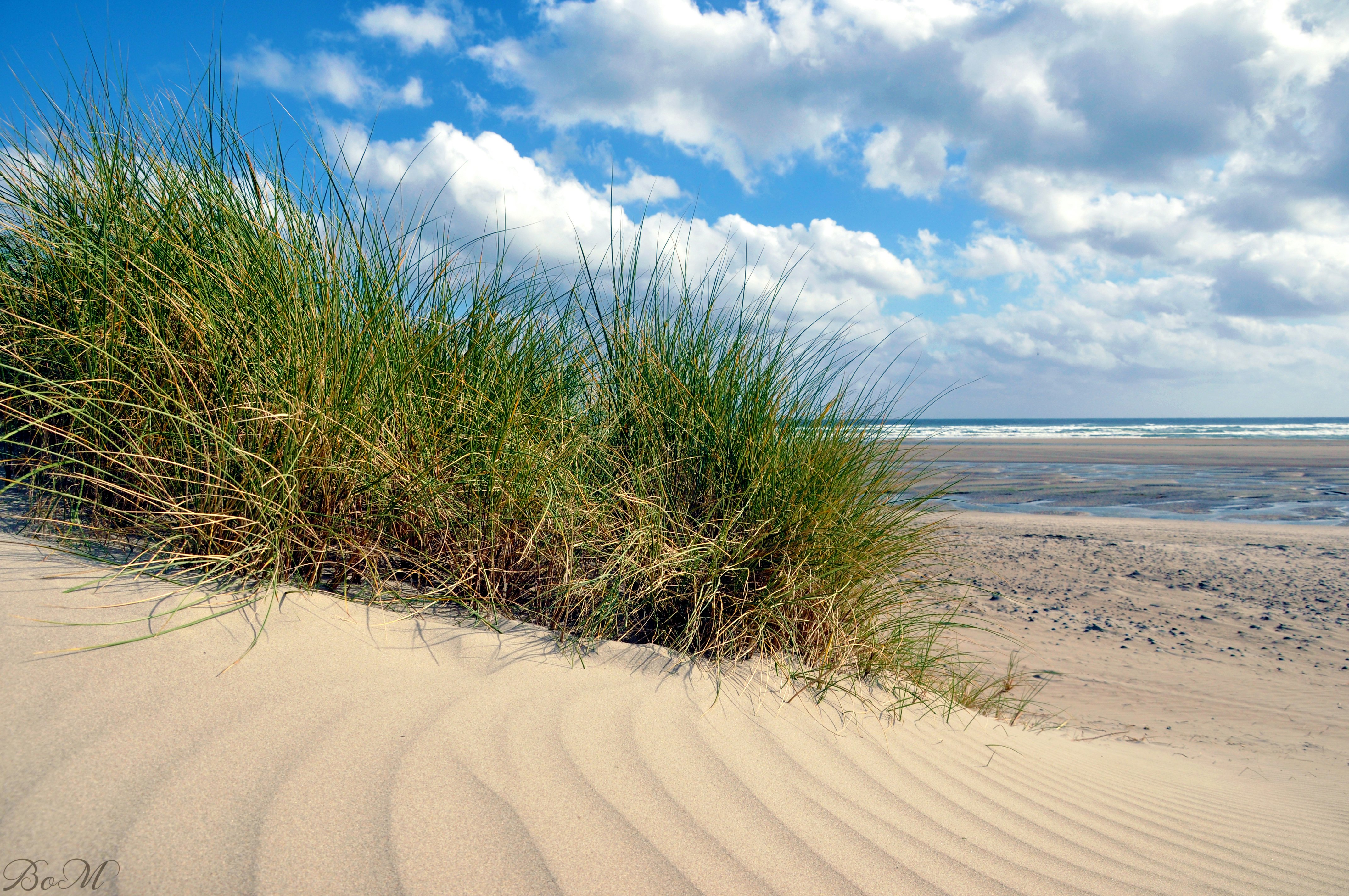 Sand dune grasses at Inchydoney Beach, County Cork, Ireland.