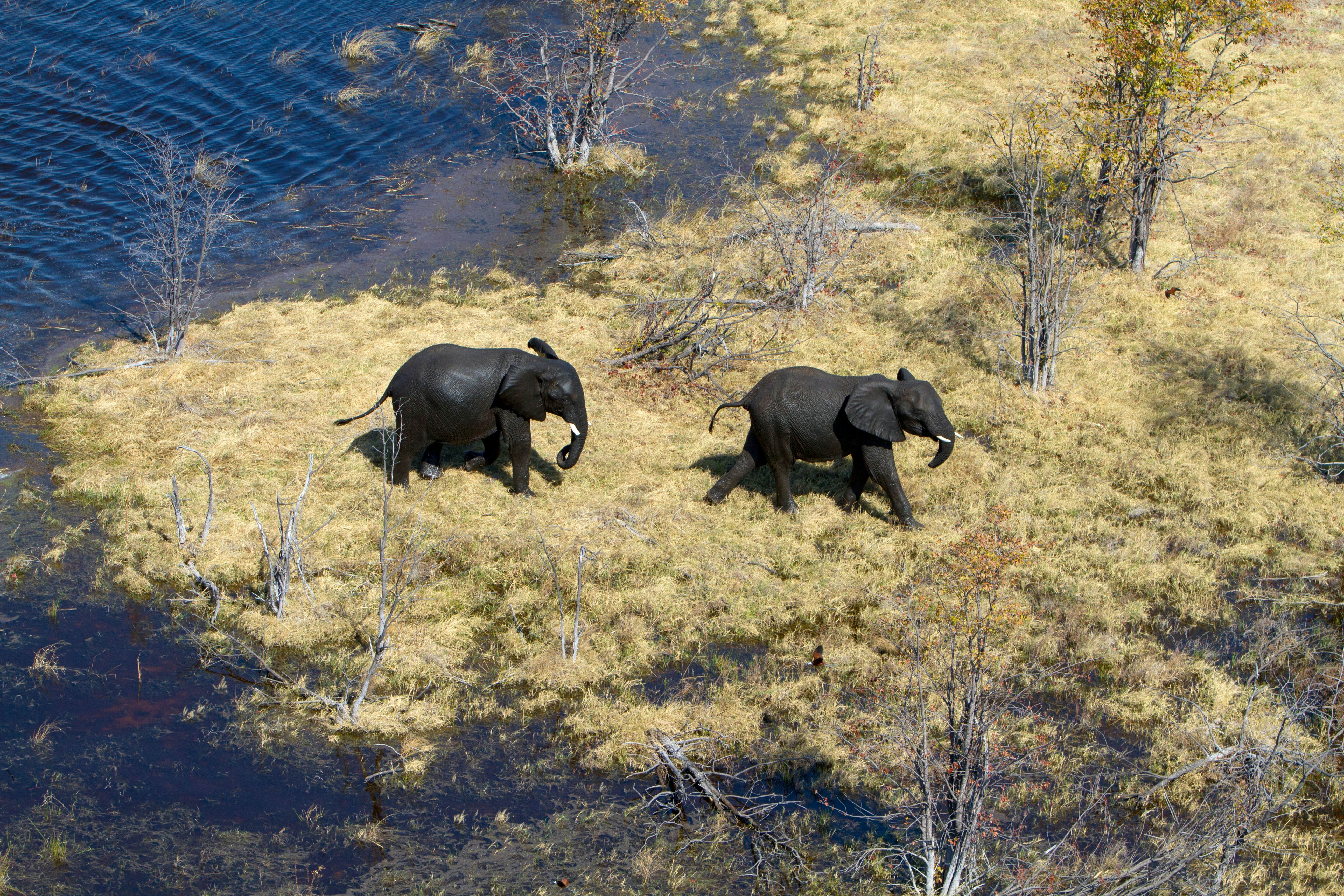 African Elephant (Loxodonta africana), aerial view, Okavango Delta, Botswana.The Okavango Delta is home to a rich array of wildlife.  License Type: media  Download Time: 2023-07-10T15:44:07.000Z  User: nic.dhoedt_lonelyplanet  Is Editorial: No  purchase_order:   