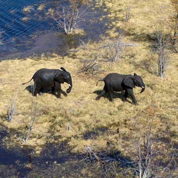 African Elephant (Loxodonta africana), aerial view, Okavango Delta, Botswana.The Okavango Delta is home to a rich array of wildlife. License Type: media Download Time: 2023-07-10T15:44:07.000Z User: nic.dhoedt_lonelyplanet Is Editorial: No purchase_order: