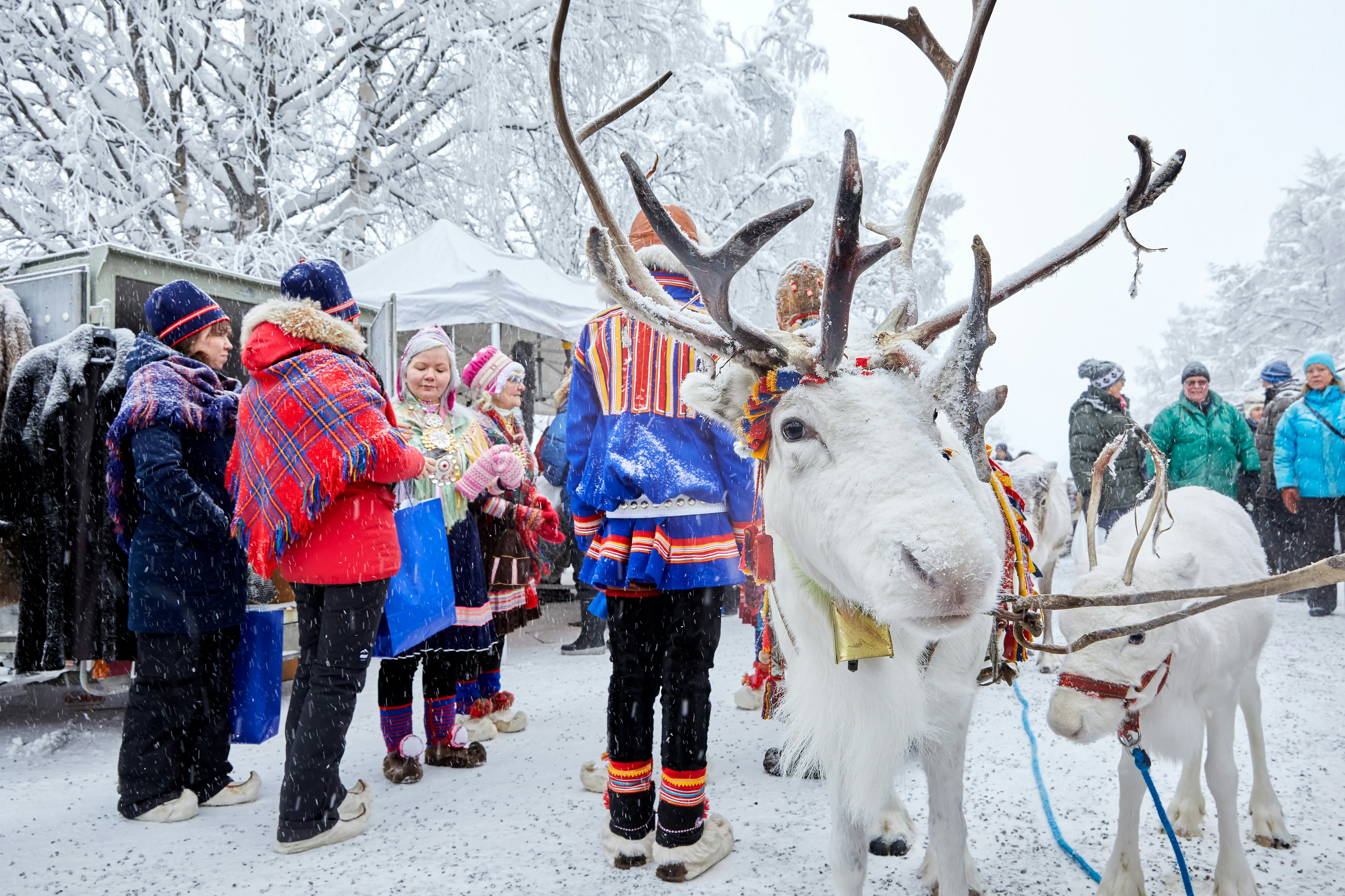 Reindeers out on a walk among visitors at Jokkmokk market in Sweden