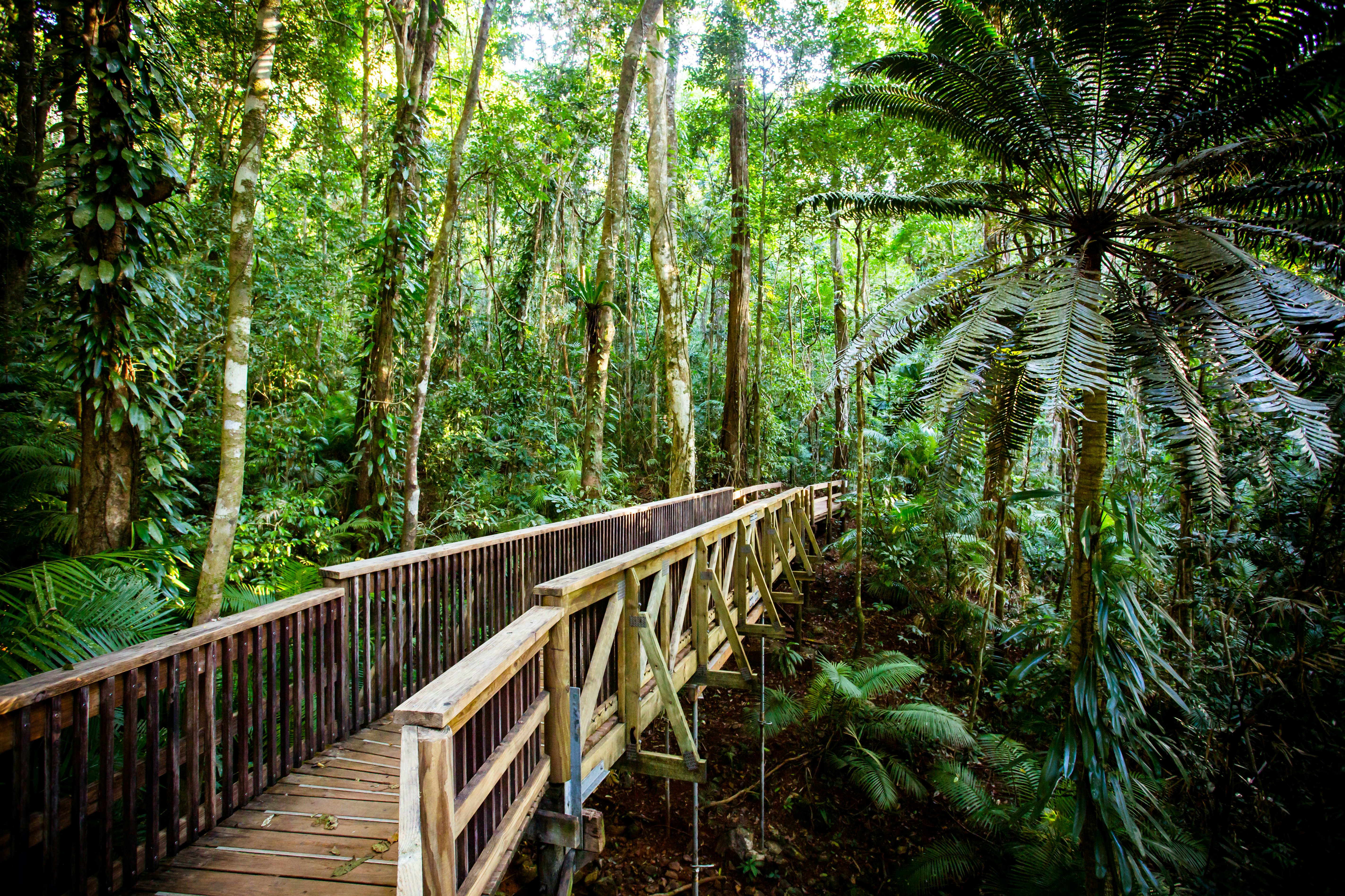 Trees and other plant life along the Jindalba Boardwalk, which runs through ancient rainforest in the Daintree region of Queensland