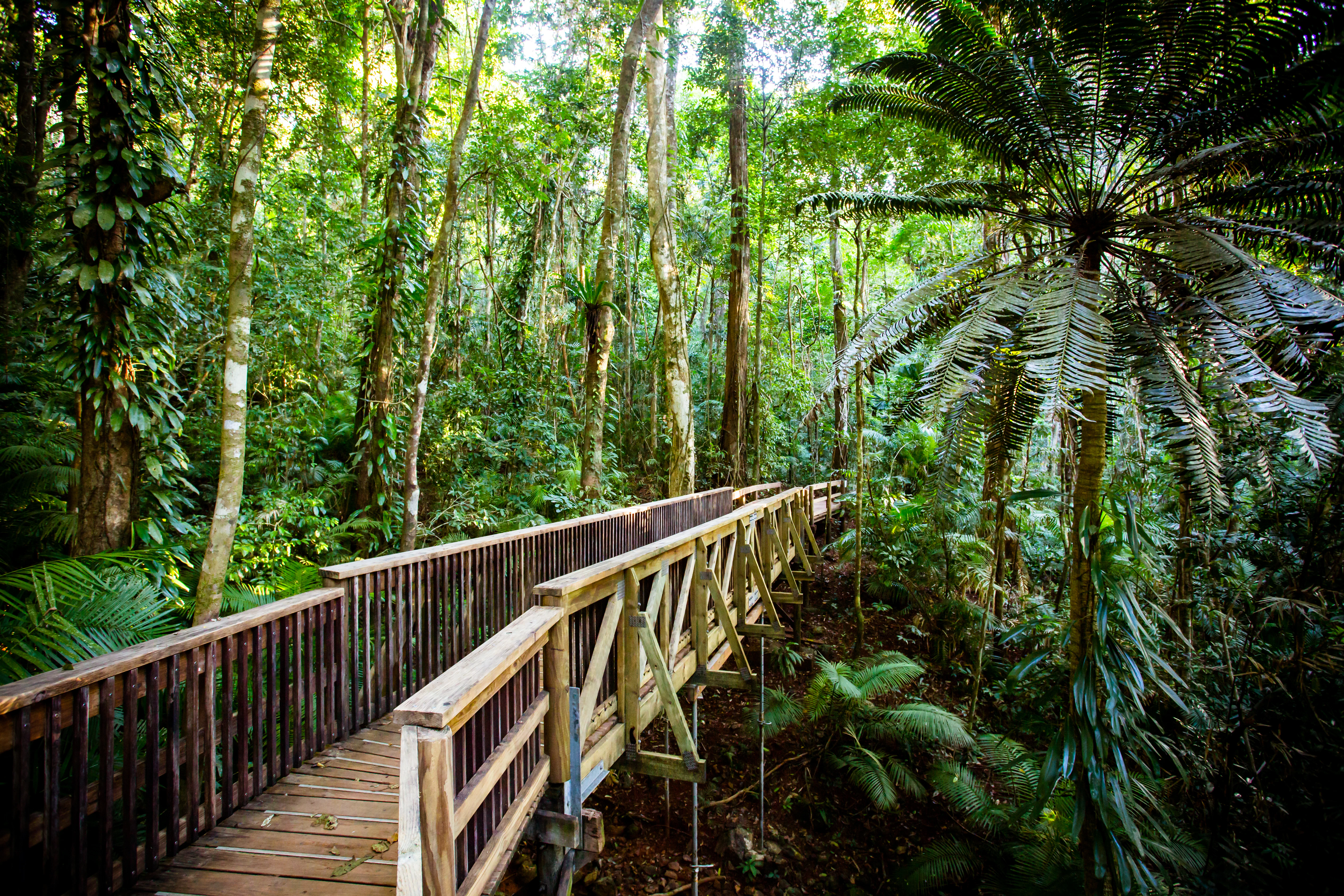 Trees and other plant life along the Jindalba Boardwalk, which runs through ancient rainforest in the Daintree region of Queensland