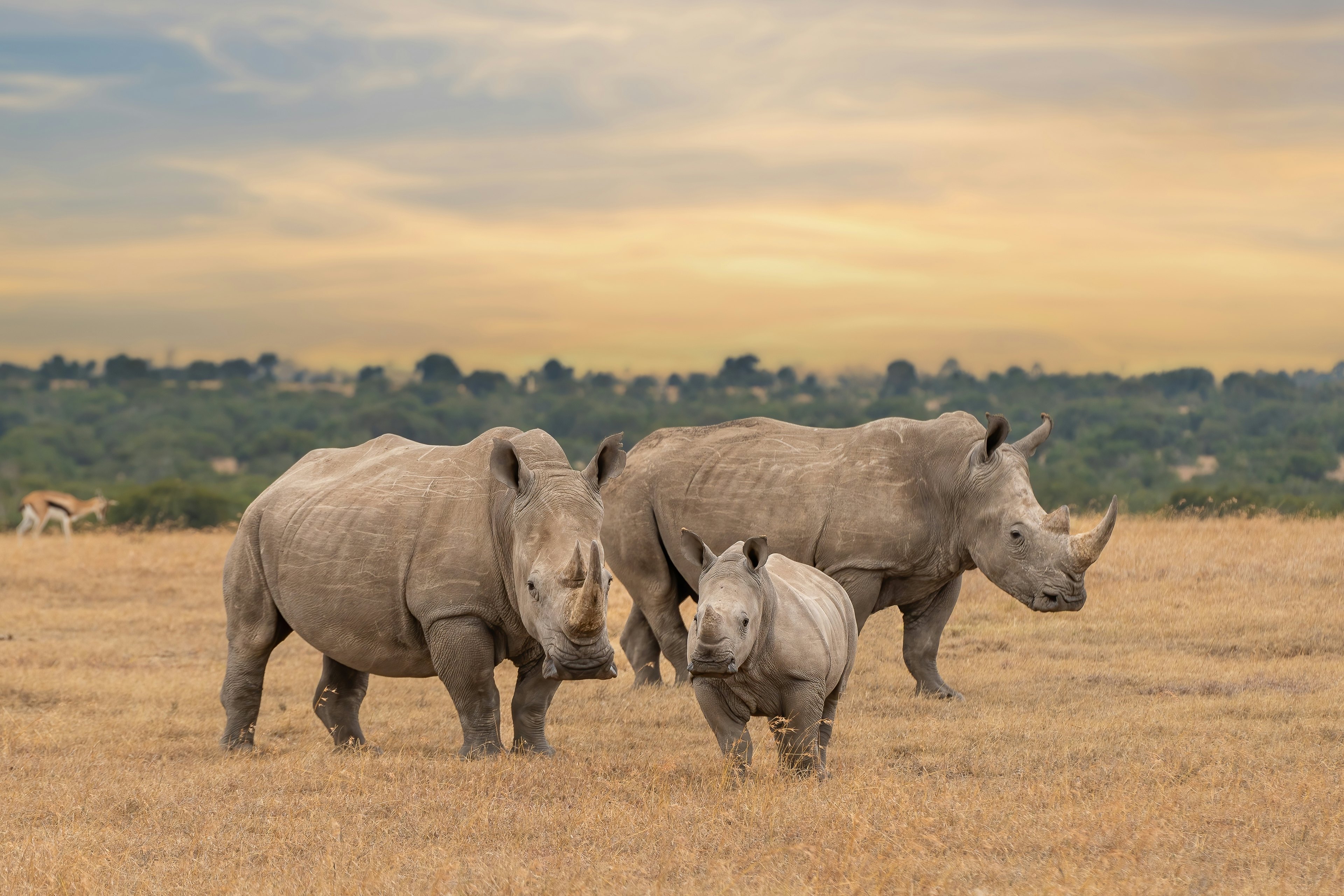 White rhino family during the sunset, square-lipped rhinoceros, Ceratotherium simum, Ol Pejeta Conservancy, Kenya, East Africa.