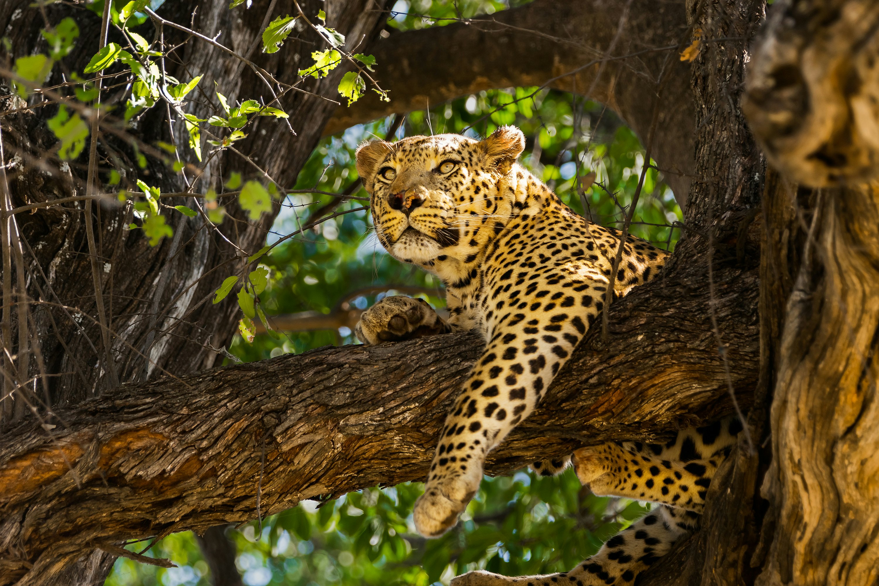 A spotted large cat lounging on a tree branch.