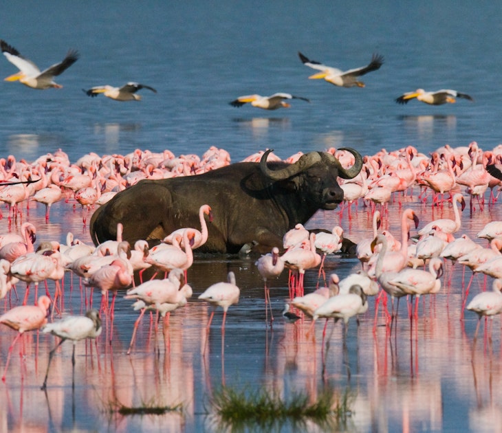 Buffalo lying in the water on the background of big flocks of flamingos. Kenya. Africa. Nakuru National Park. Lake Bogoria National Reserve. An excellent illustration. License Type: media Download Time: 2023-07-13T02:01:36.000Z User: dermothegarty77 Is Editorial: No purchase_order: