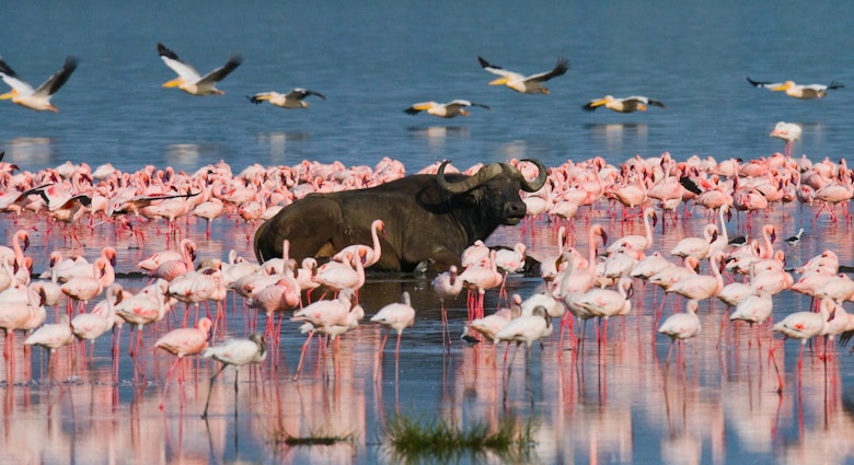 Buffalo lying in the water on the background of big flocks of flamingos. Kenya. Africa. Nakuru National Park. Lake Bogoria National Reserve. An excellent illustration. License Type: media Download Time: 2023-07-13T02:01:36.000Z User: dermothegarty77 Is Editorial: No purchase_order:
