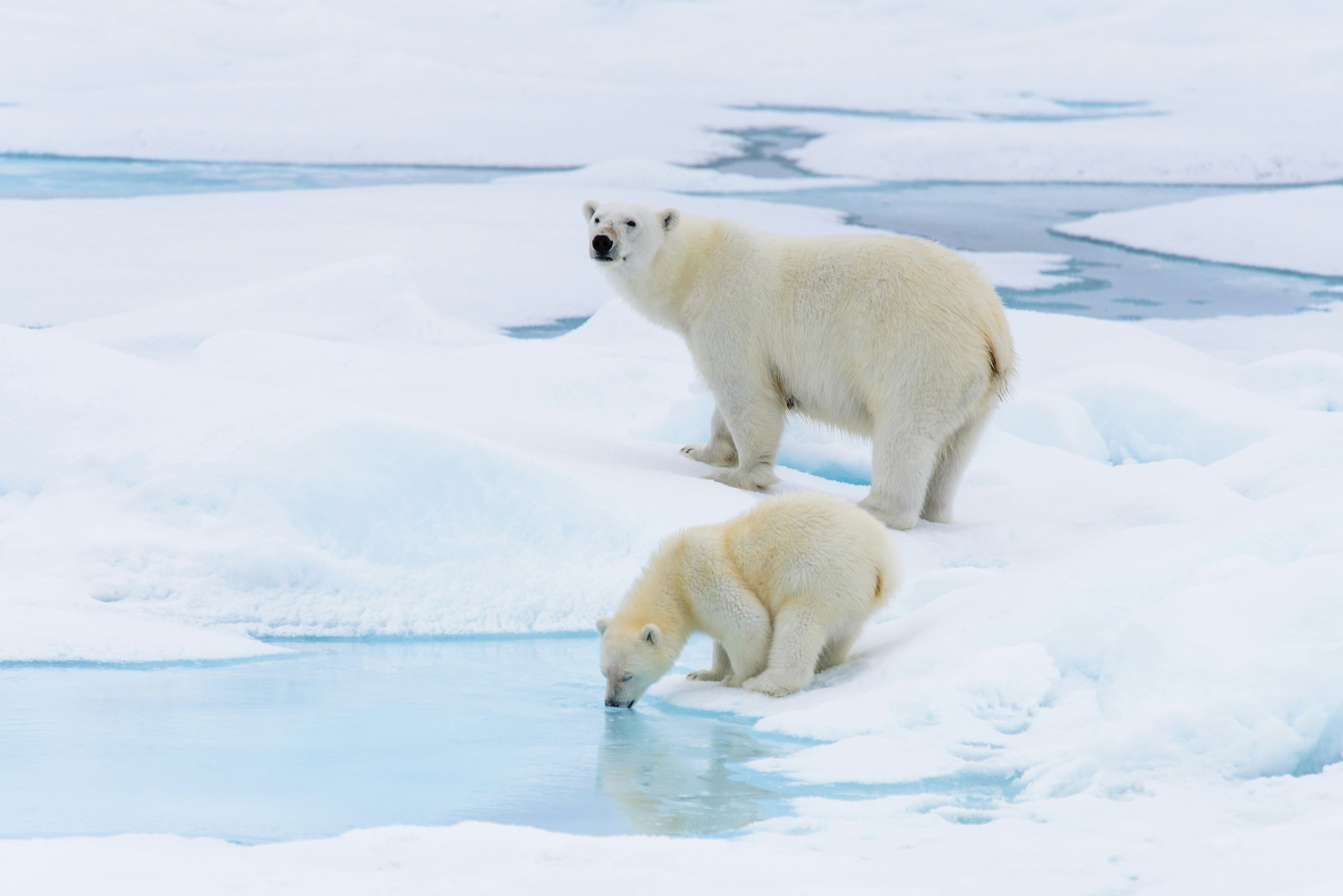 Polar bear mother and cub on the ice in Svalbard, Norway