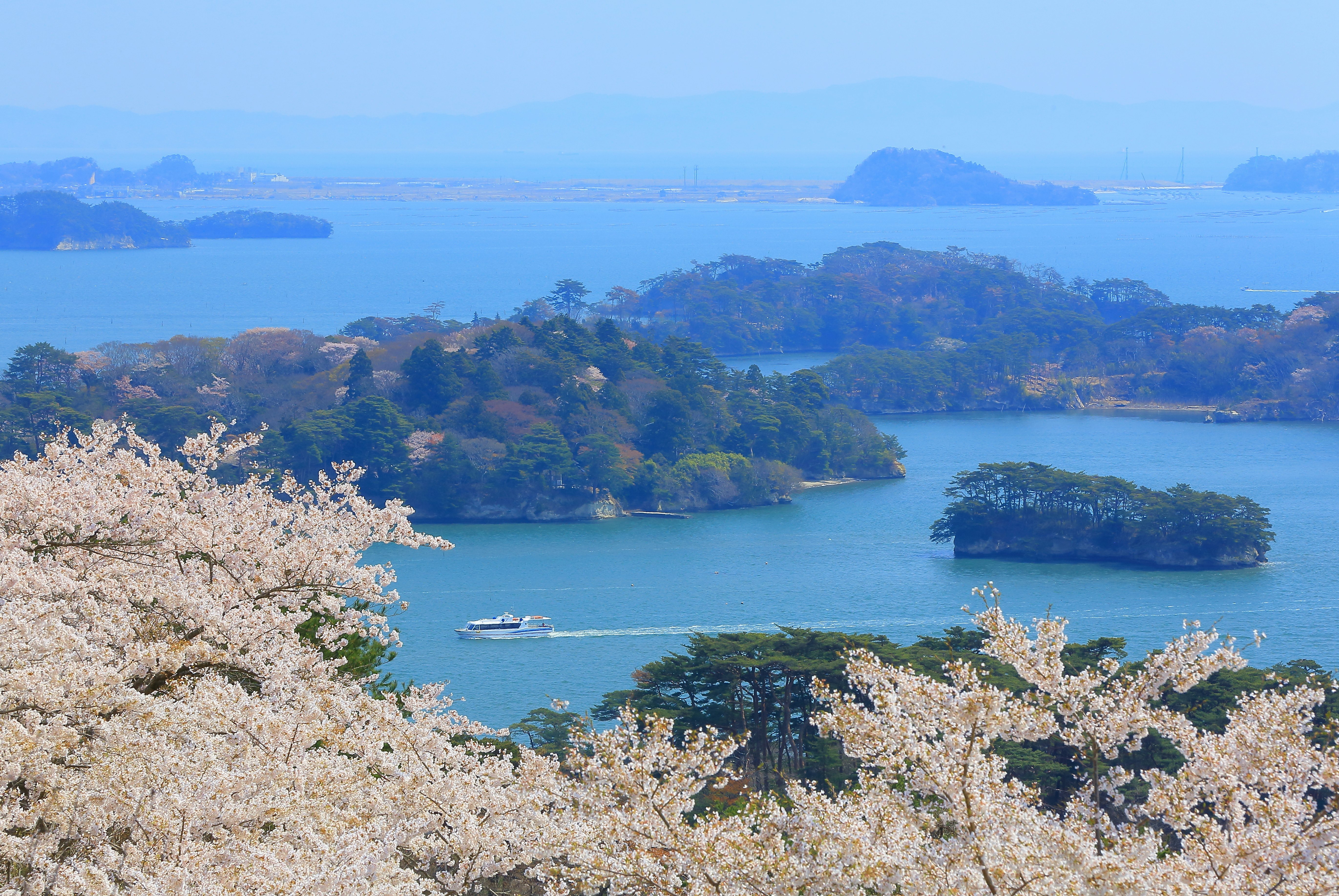 Cherry trees in Matsushima with limestone islands and a passing boat in the background