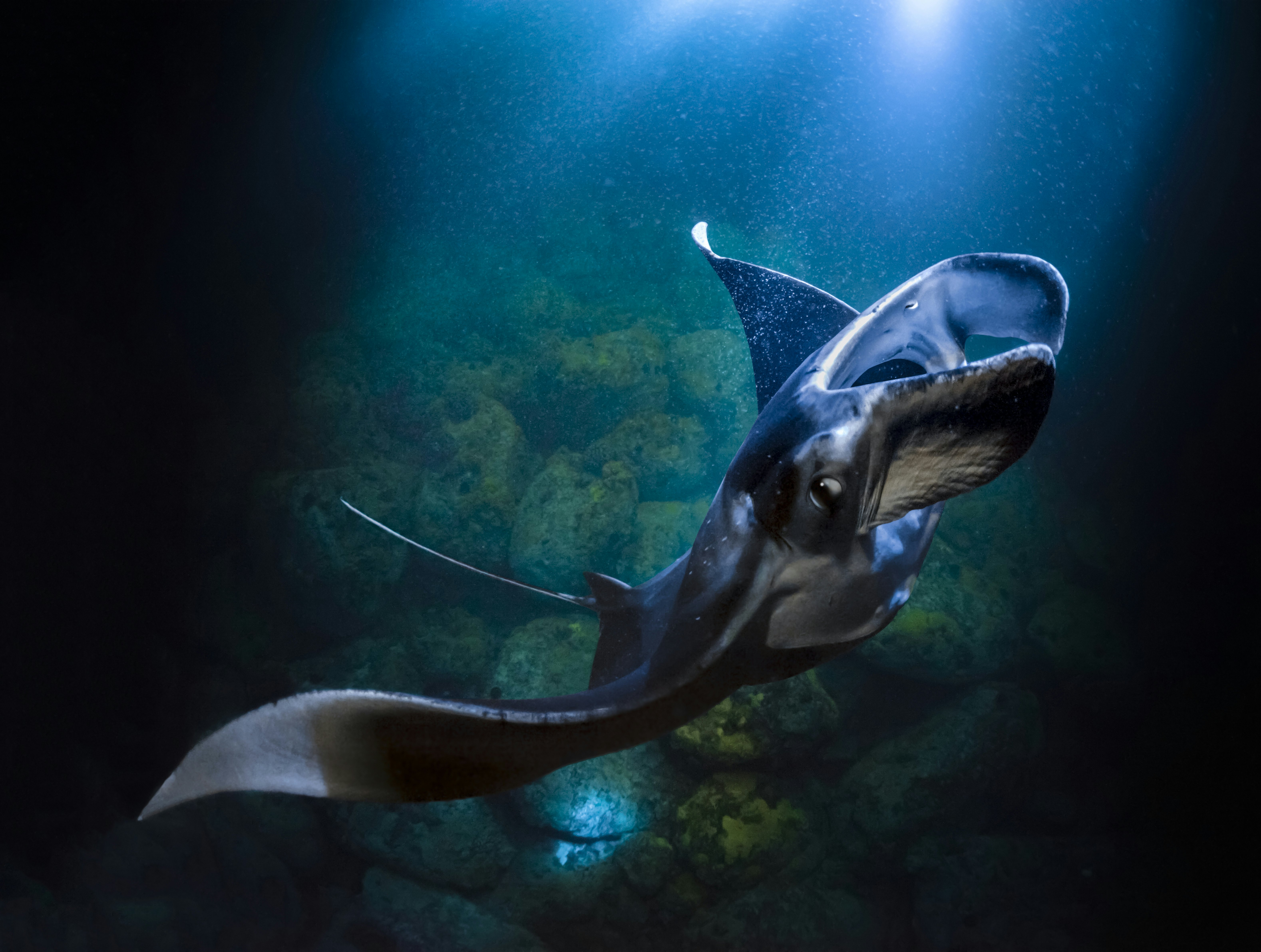 Graceful Manta Ray Mantas can be 15 feet across but they swim in a languid and graceful manner. This one was photographed at night off the coast of Kona Hawaii while feeding on plankton.