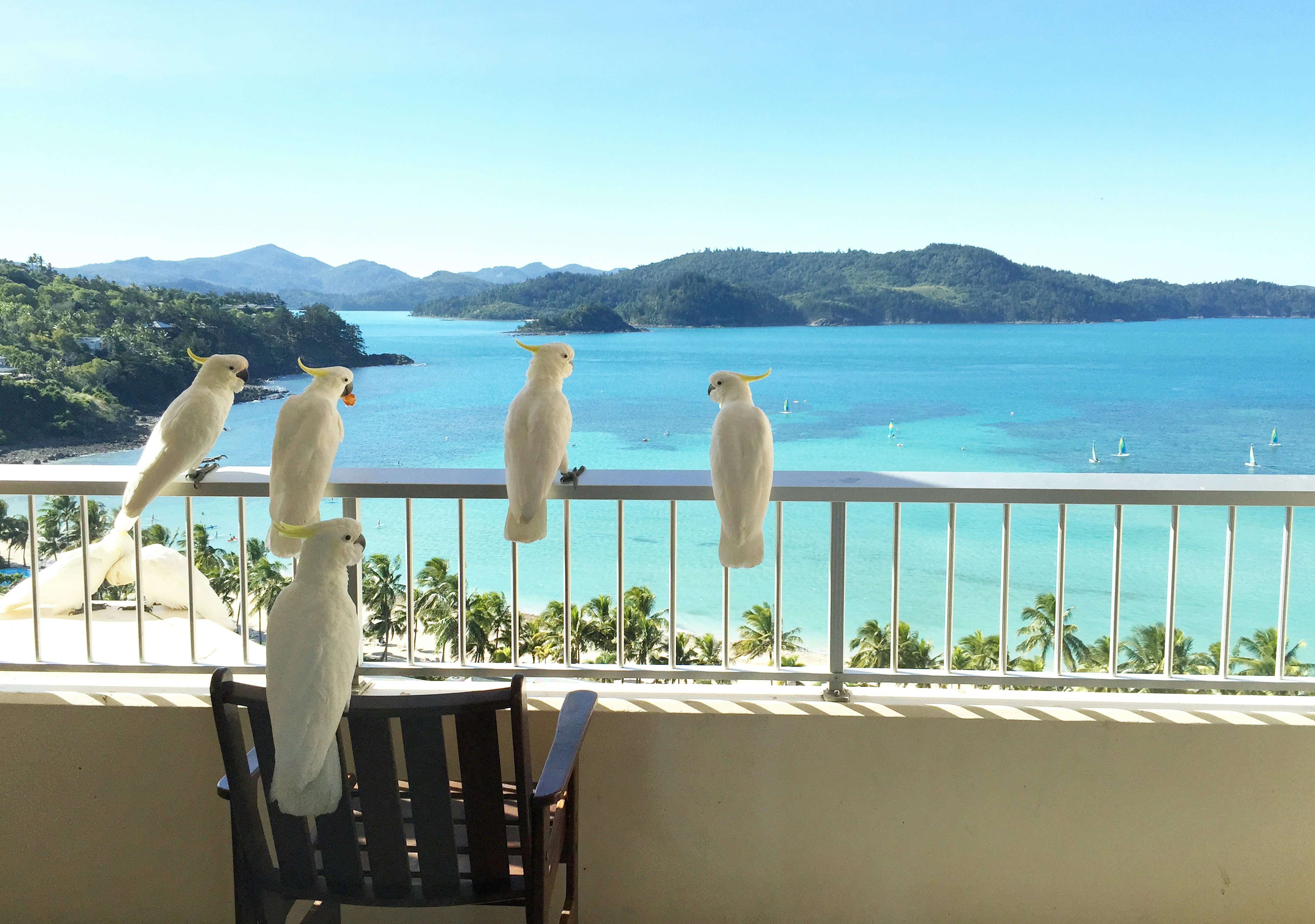 White cockatoos on a railing overlooking a turquoise bay in Australia, with the Whitsunday Islands on the horizon.