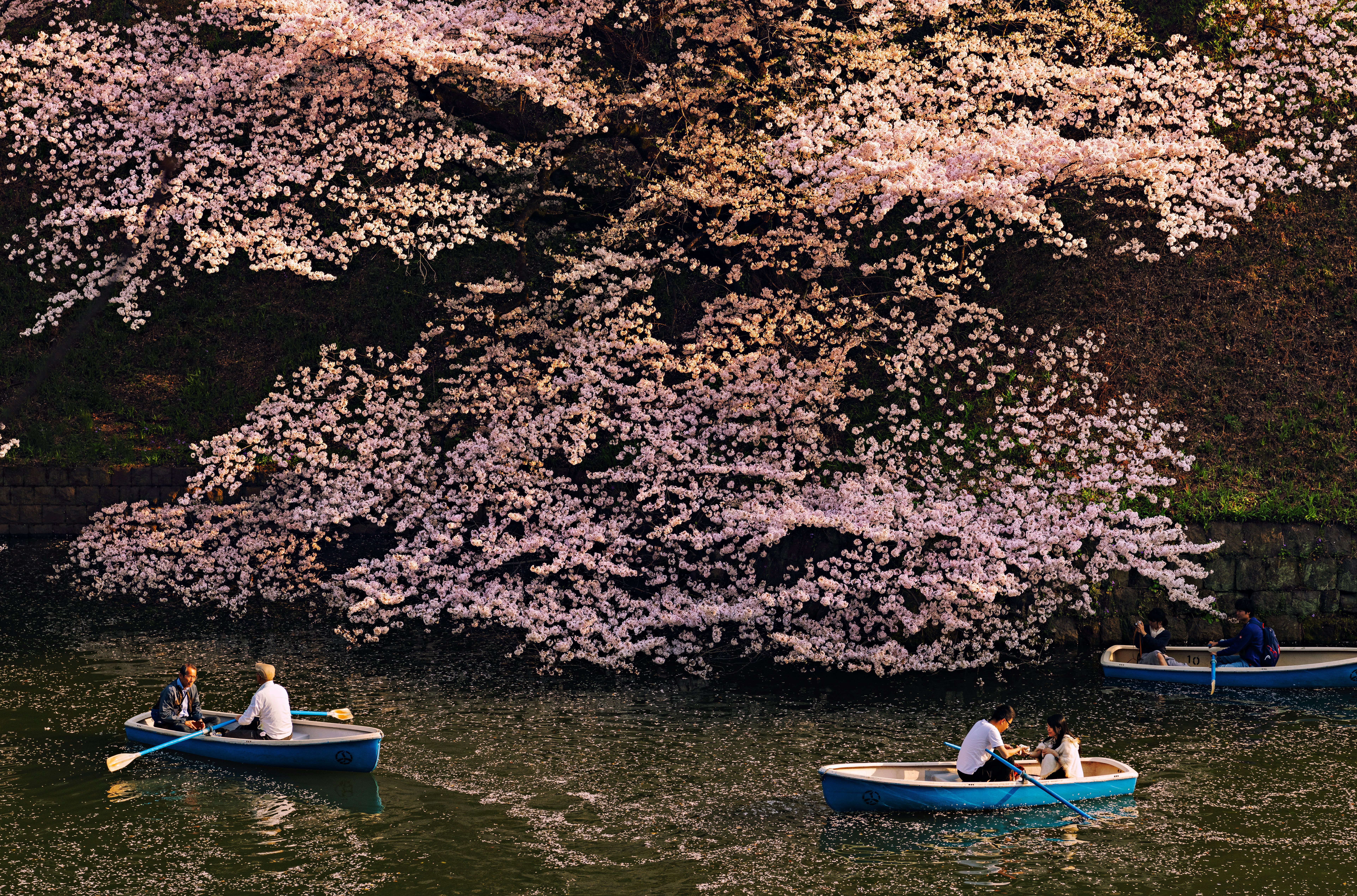 People paddle in rowboats under huge branches with pink cherry blossoms.