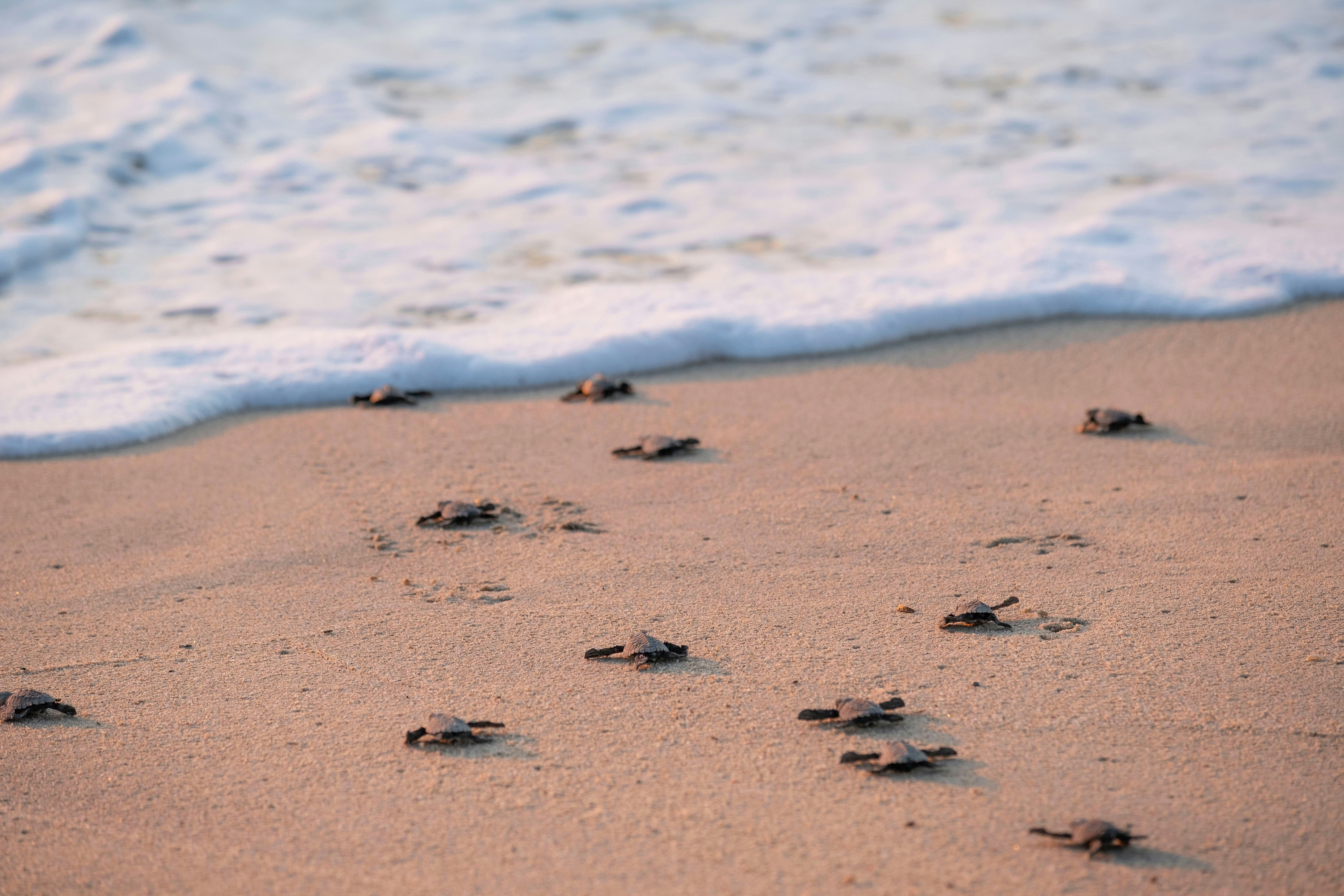 A group of newly hatched olive ridley sea turtles makes its way across a beach to the ocean surf.