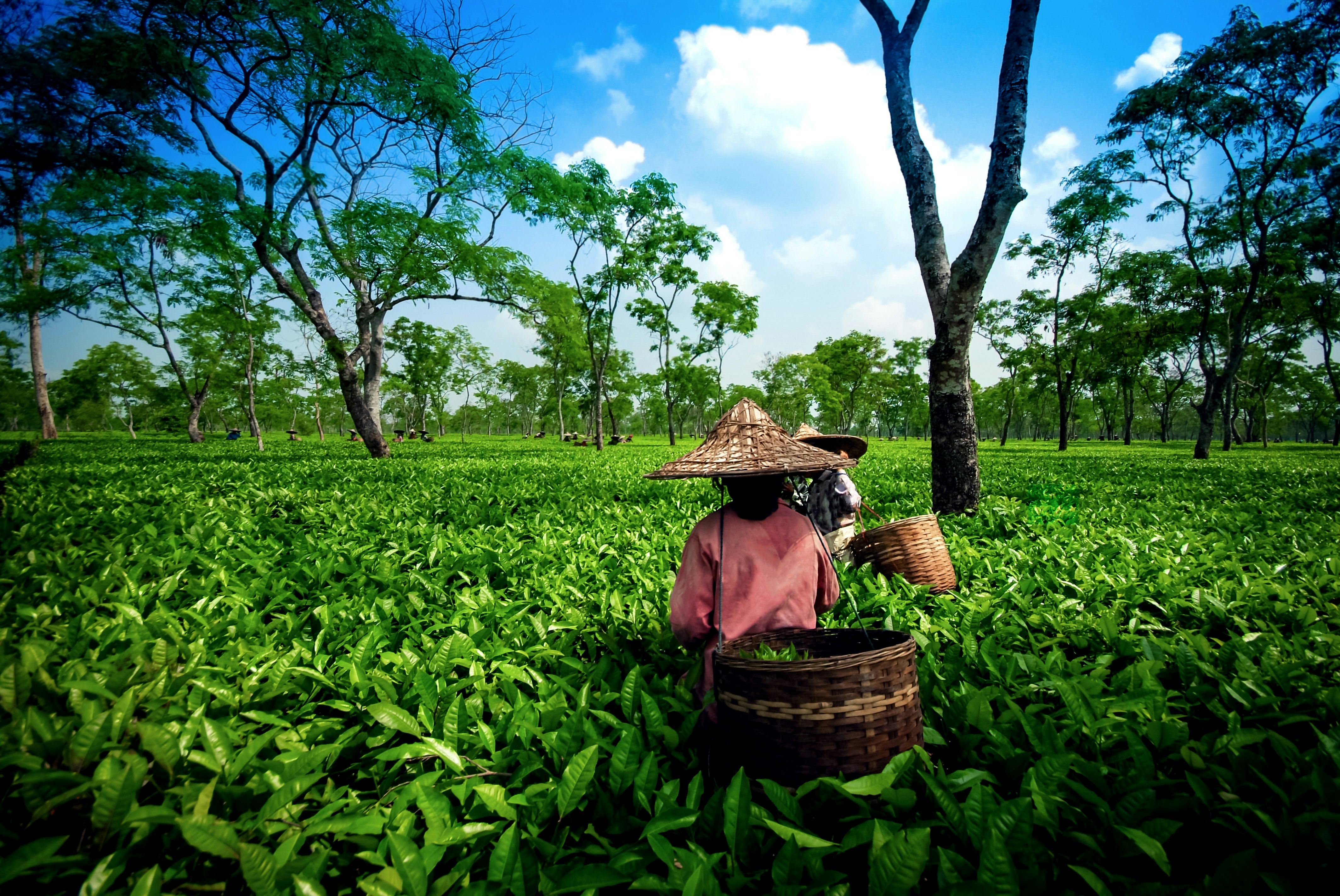 Tea workers in a lowland tea garden in Assam in India.