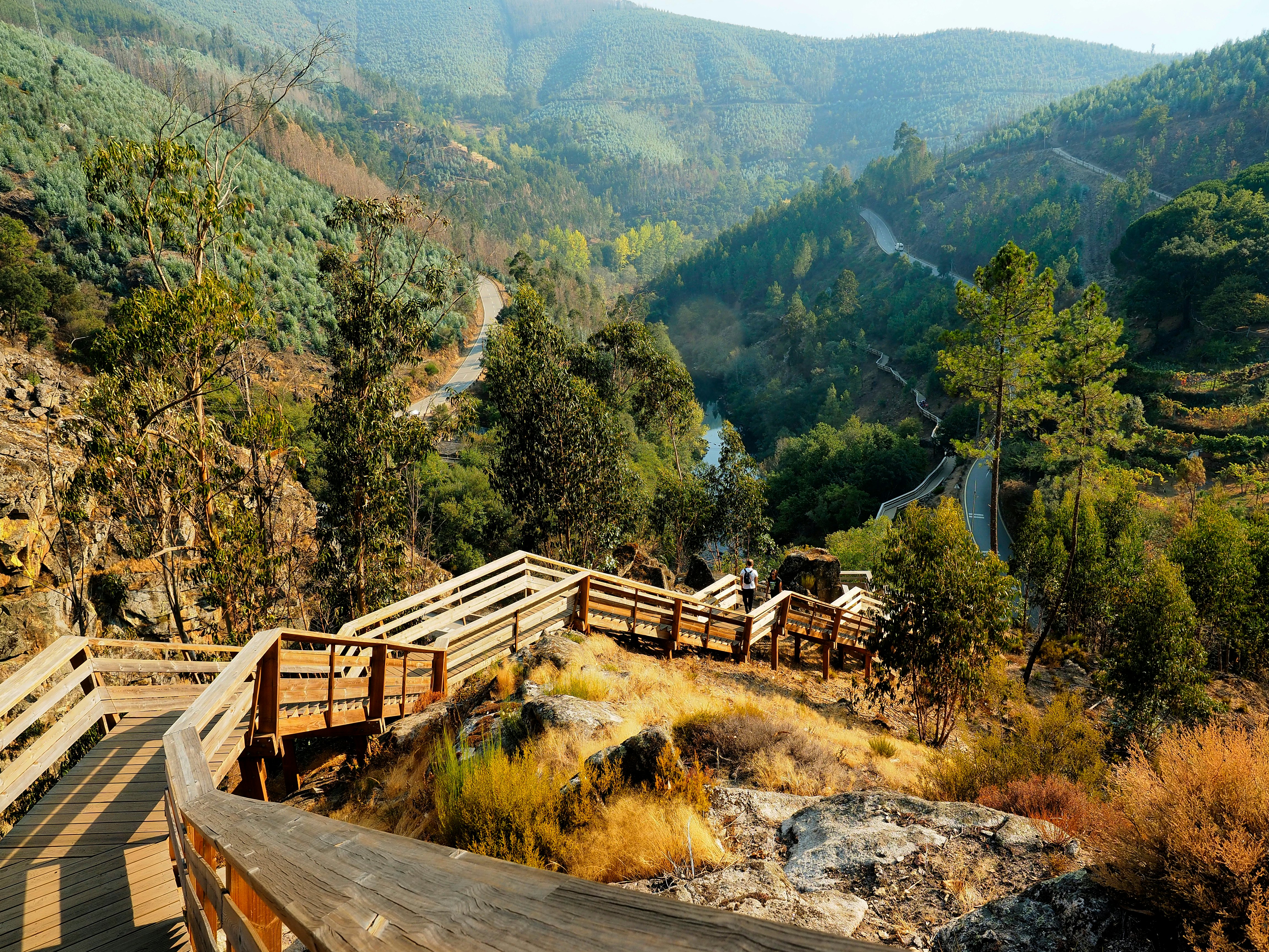 A raised wooden staircase leading into a forested river valley, shot from the top of the staircase looking down.