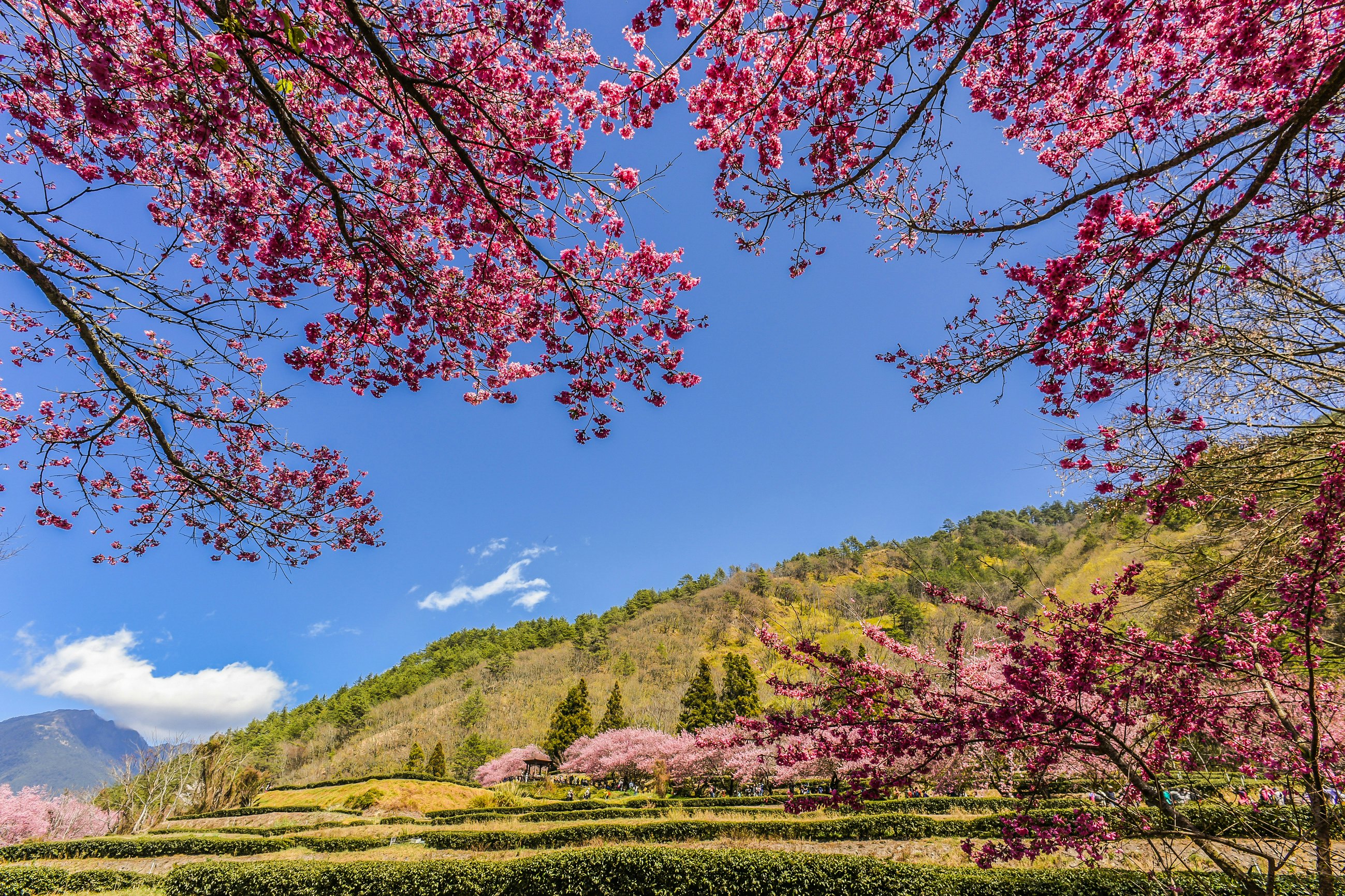 Cherry blossoms at Sakura Gardens of Wuling Farm, with grass and trees all around