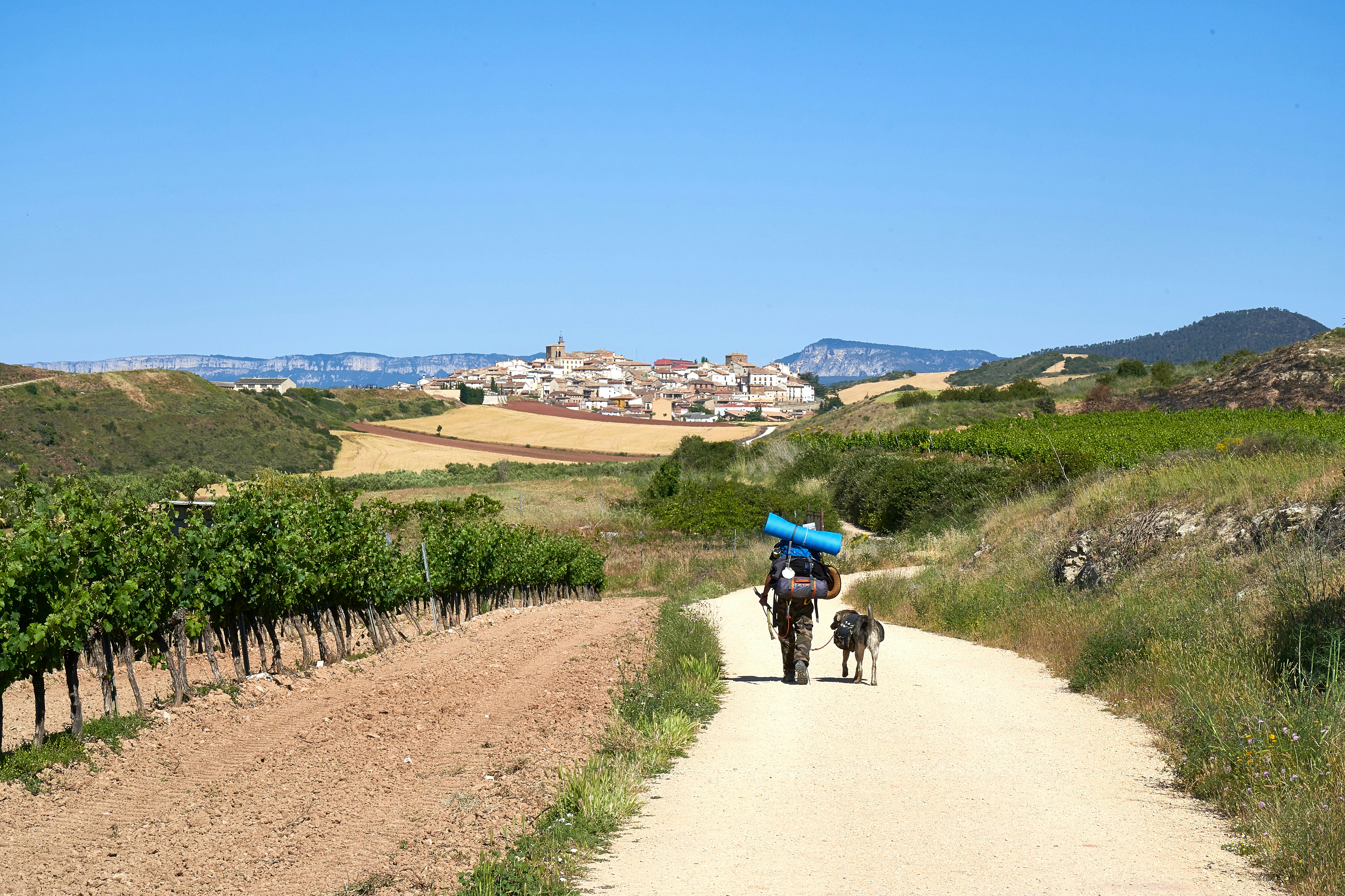 A hiker with a large pack and his dog are pictured from behind walking along a trail through rolling hills and vineyards toward a village in the distance.