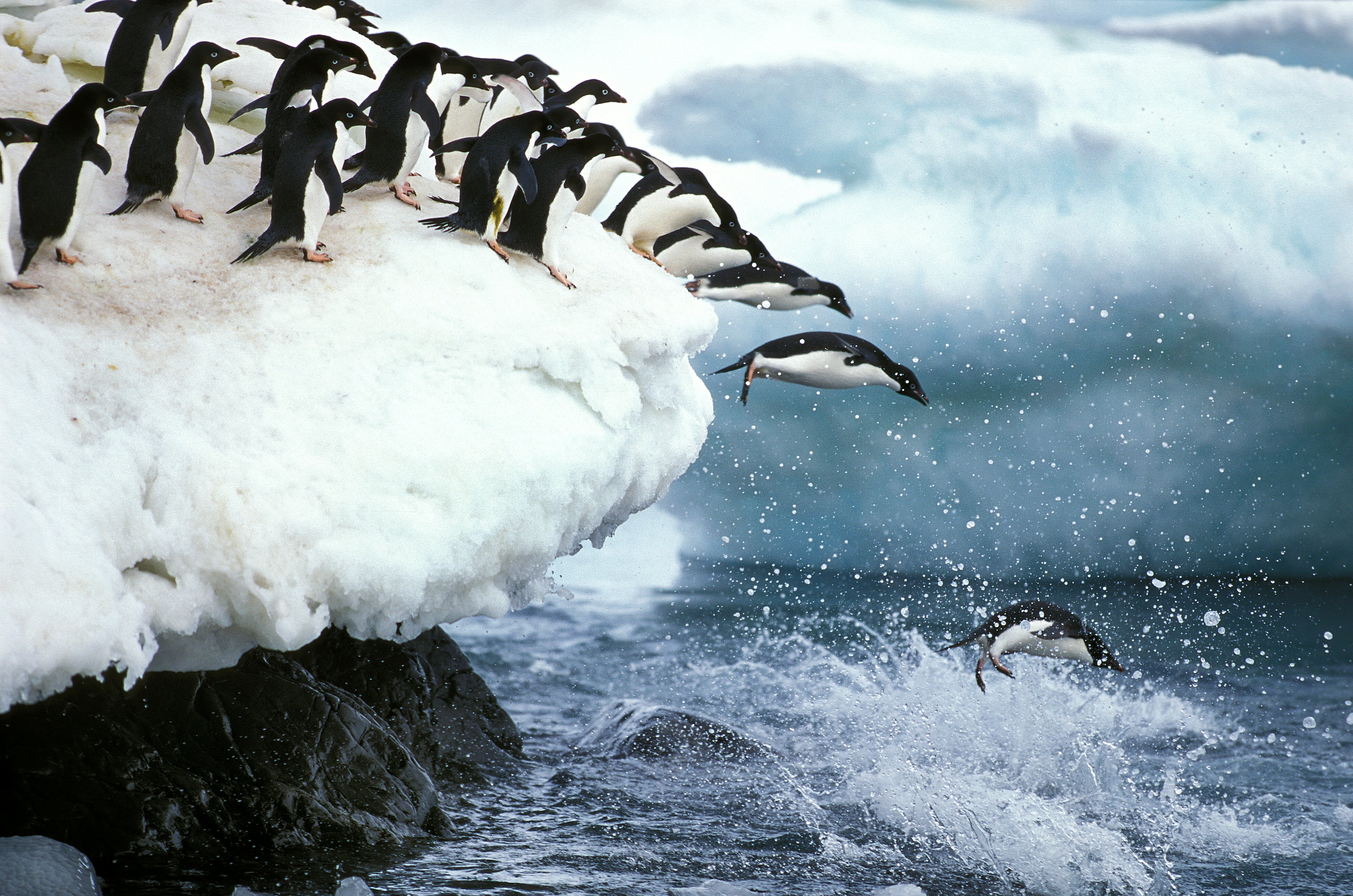 A group of black and white birds creep to the edge of an ice-covered rocky outcrop and dive into the ocean.