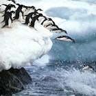 ADELIE PENGUIN pygoscelis adeliae, GROUP LEAPING INTO WATER, PAULET ISLAND IN ANTARCTICA , License Type: media, Download Time: 2026-01-12T09:00:25.000Z, User: robinbarton170, Editorial: false, purchase_order: 56500 - T&R or Kids, job: Global Publishing-WIP, client: The Travel Book 5, other: Robin Barton