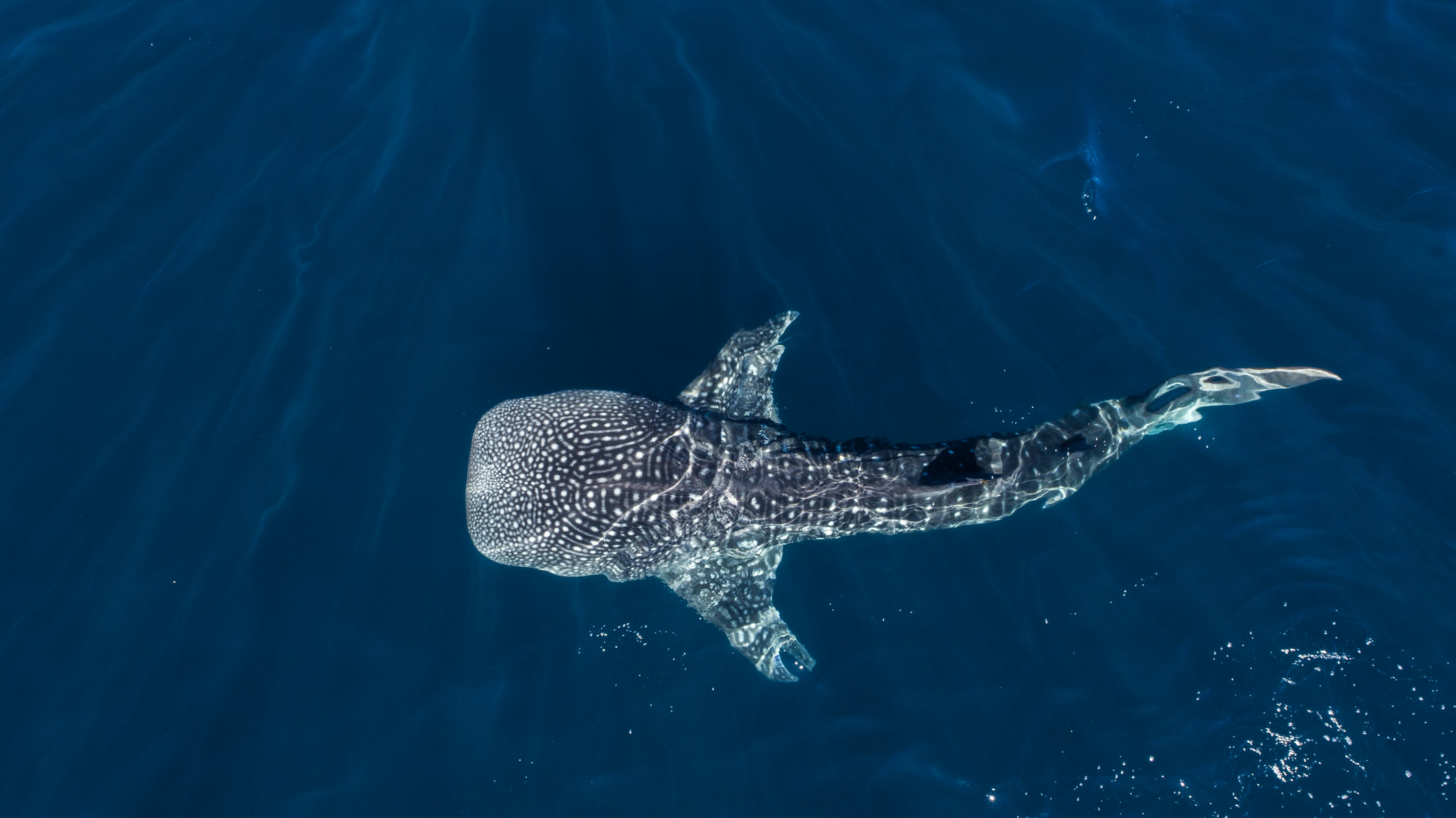 A huge spotted whale shark swimming through the dark blue ocean.