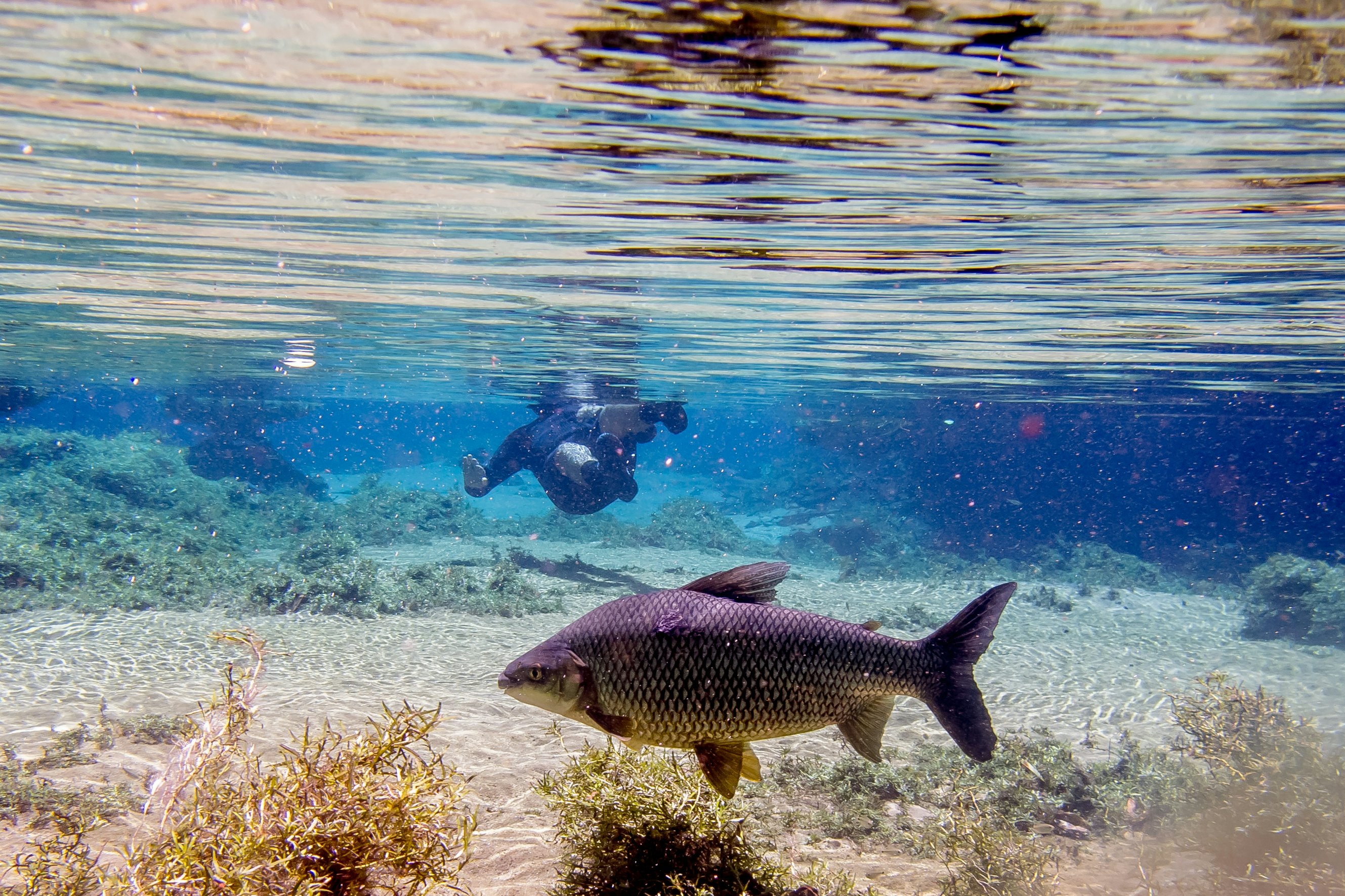A fish swims through incredibly clear water in a river as a snorkeler swims nearby.