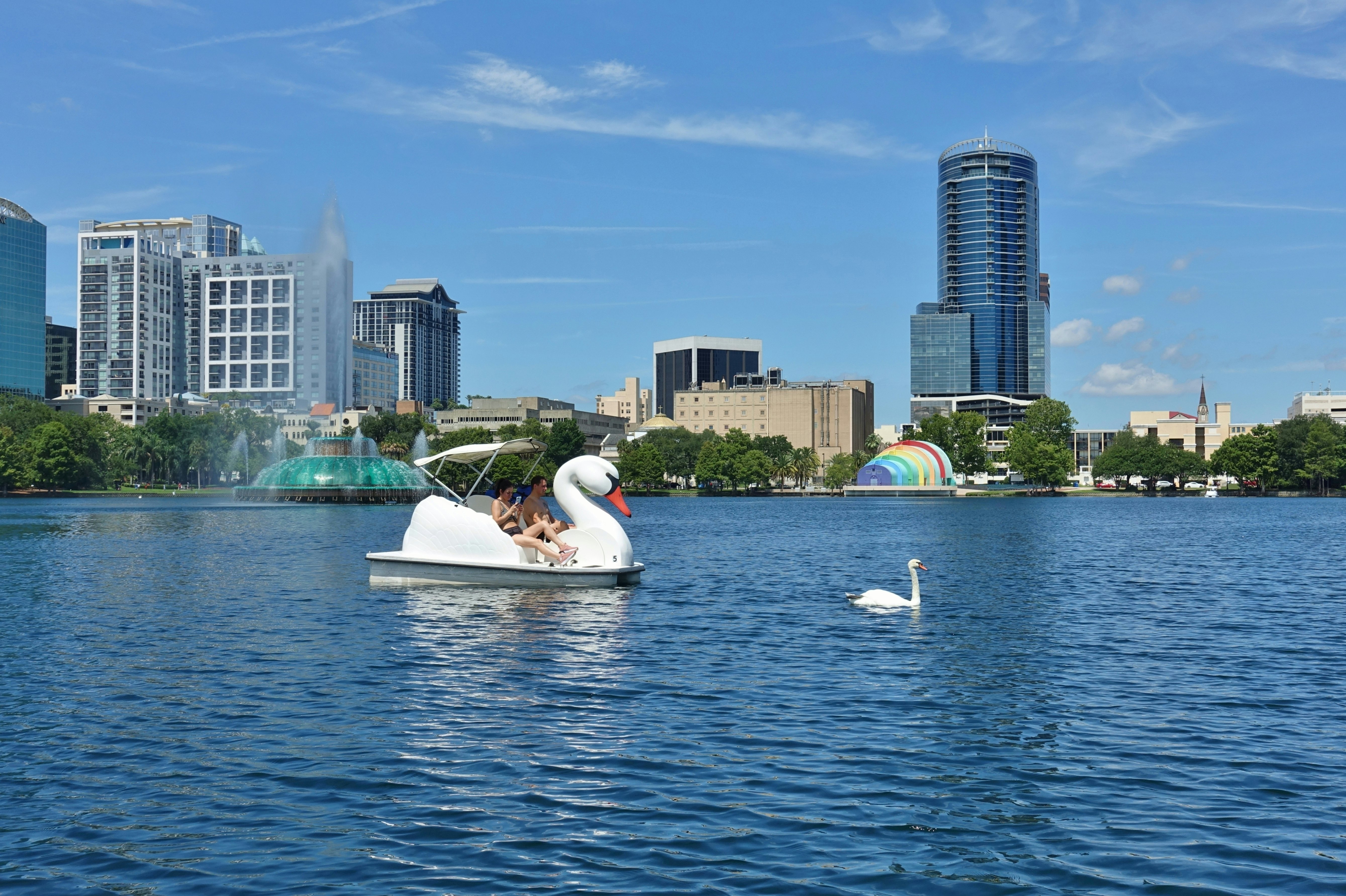 A lake in a city. Two people ride in a paddle boat shaped like a swan as a swan floats nearby.