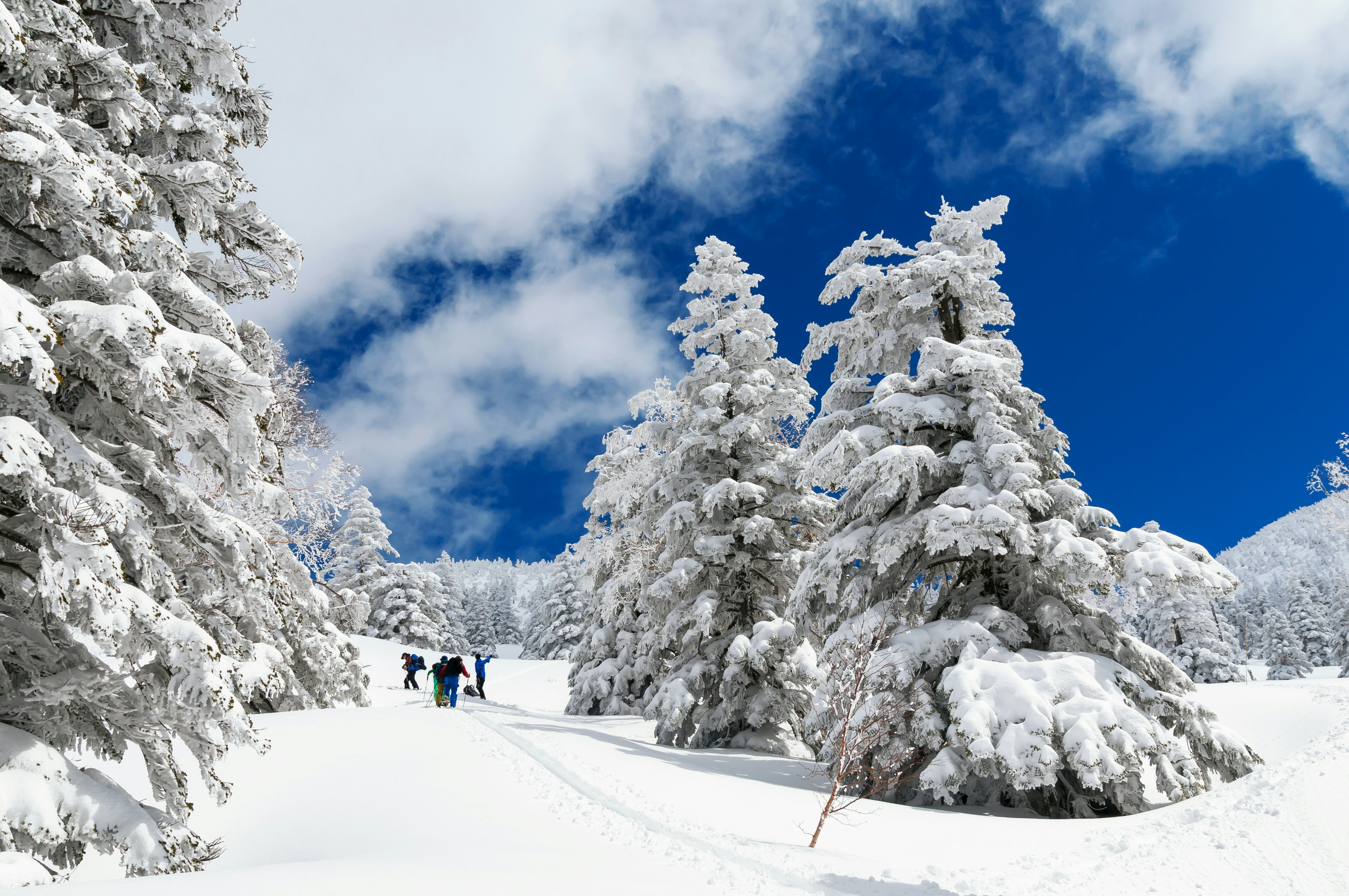 A group of cross-country skiers in deep snow surrounded by trees with branches that hang low with heavy snow.