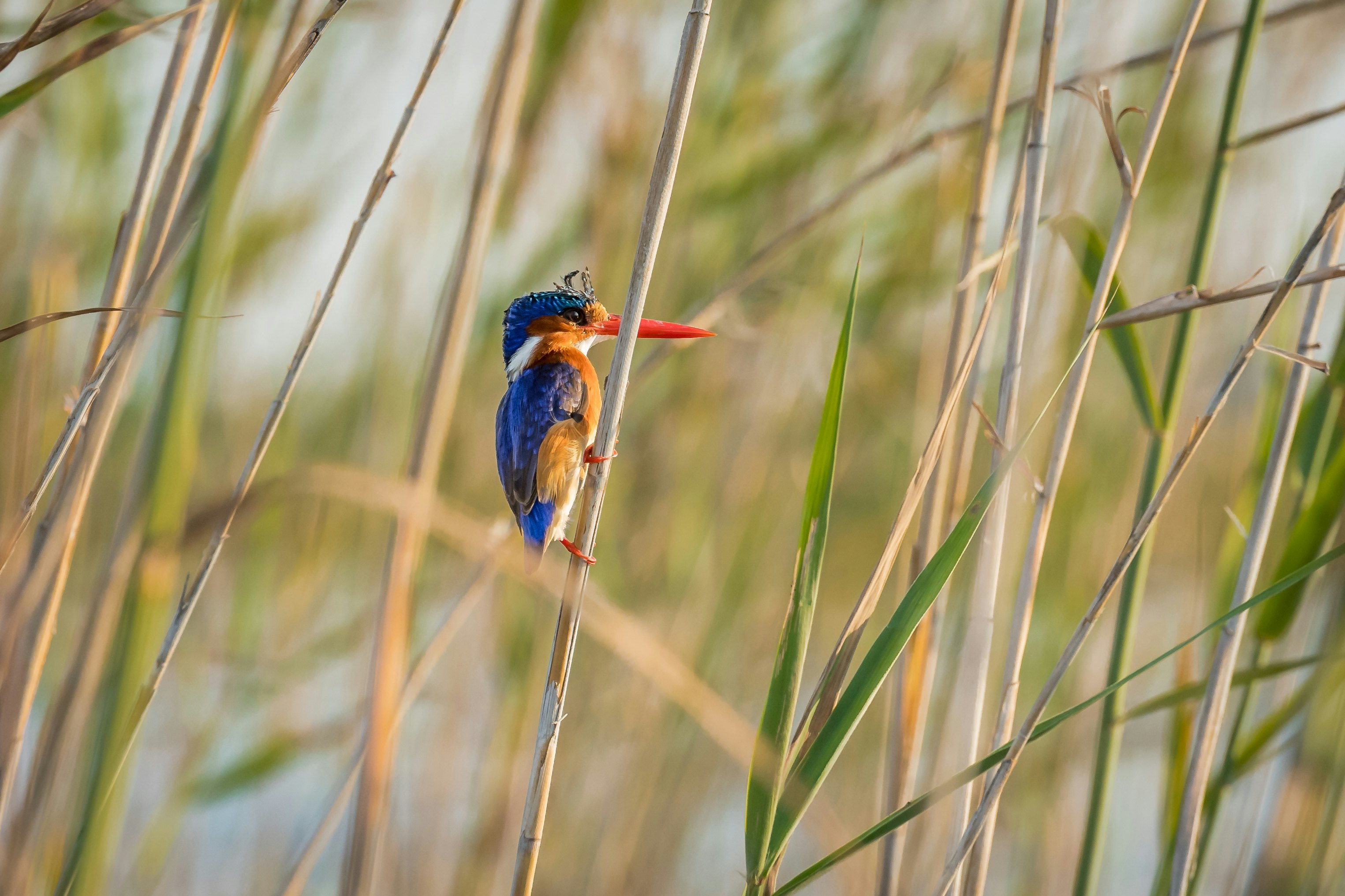 A small bird, with brightly coloured feathers in blue and orange, clings to a piece of tall sturdy grass.