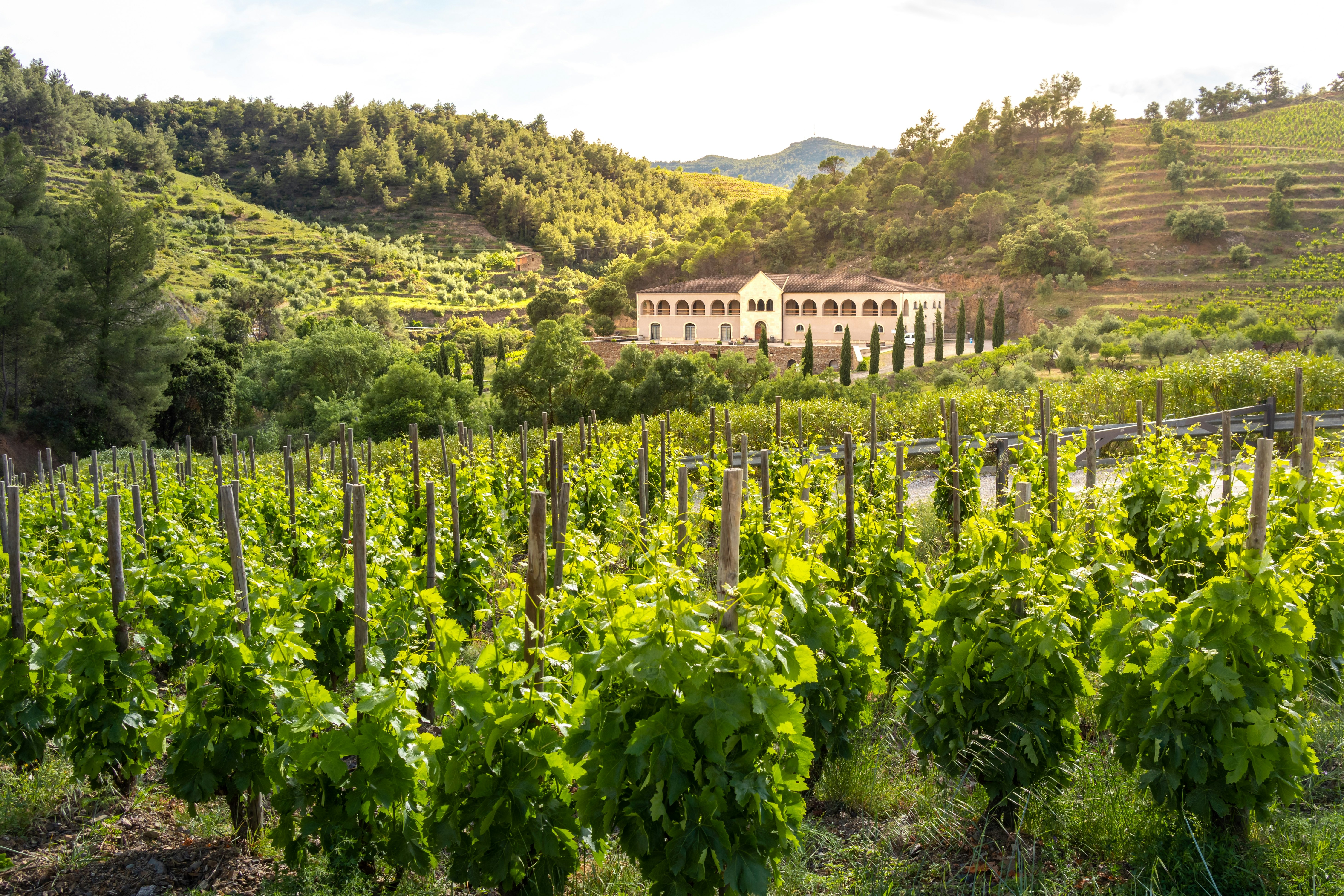 Wine cellar building surrounded by vineyards at summer time, Gratallops, Priorat, Catalonia, Spain, Europe.