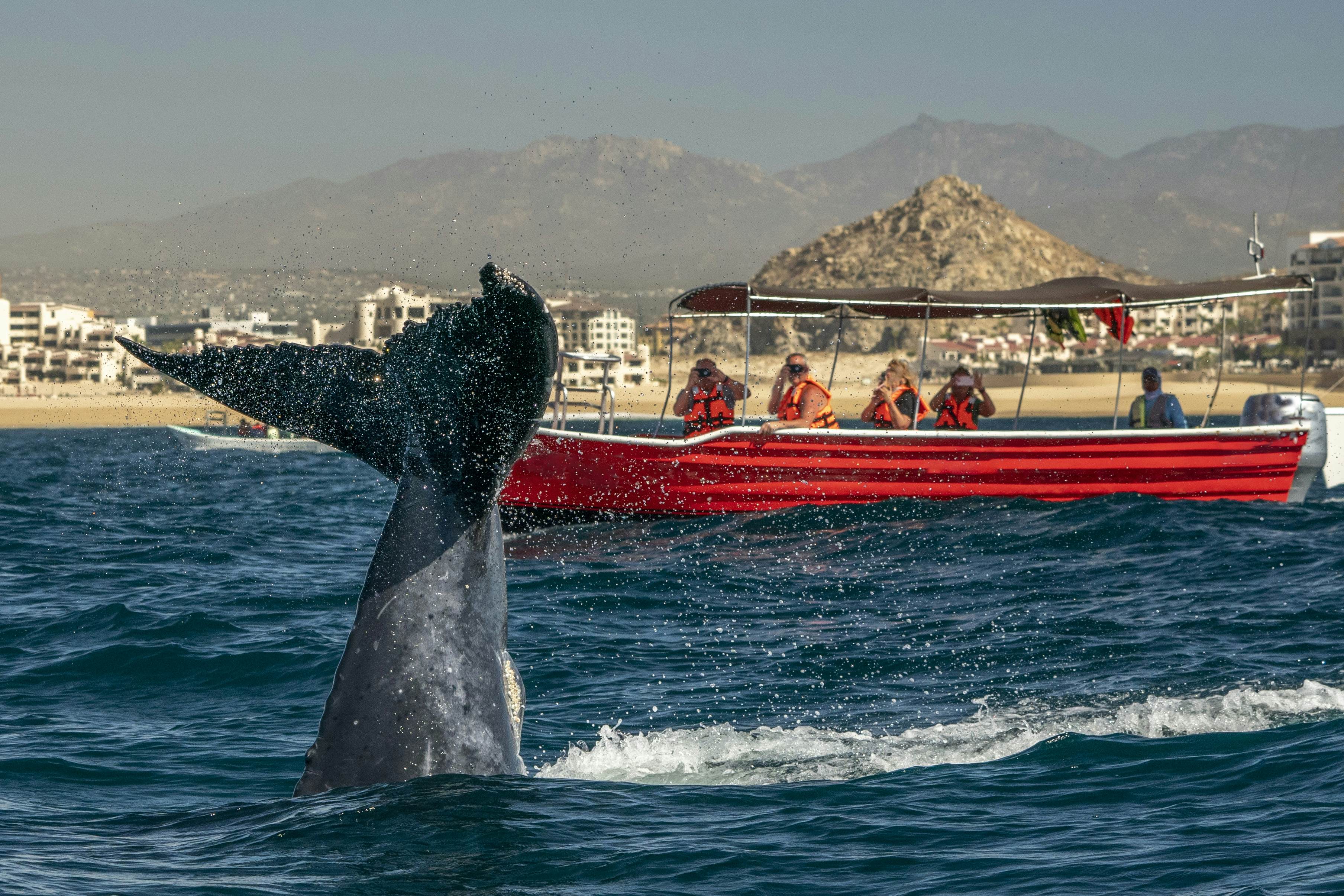 humpback whale slapping tail in cabo san lucas mexico, License Type: media, Download Time: 2025-02-12T16:51:21.000Z, User: rhylton_redventures, Editorial: false, purchase_order: 65030 - Newsletter, job: Lonely Planet WIP, client: Lonely Planet WIP, other: Rhianydd Hylton